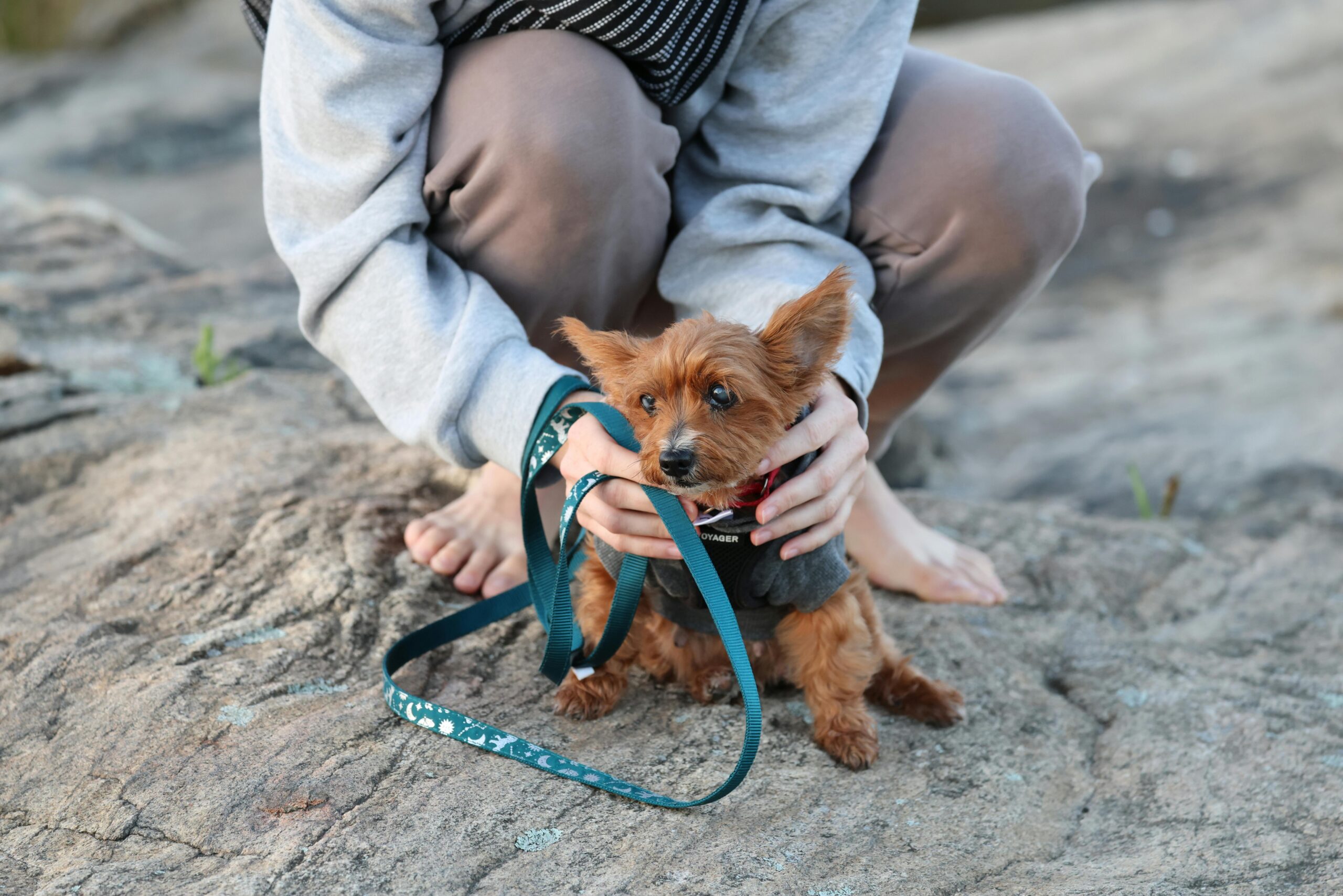 A happy rescue dog sitting calmly with its handler outdoors.