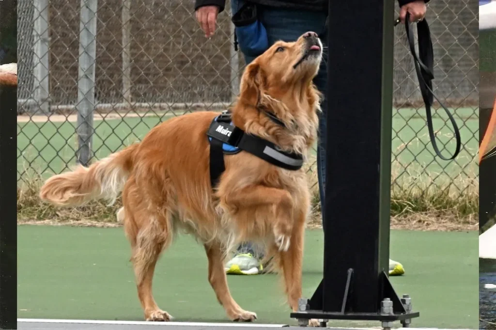 Scent Search Training