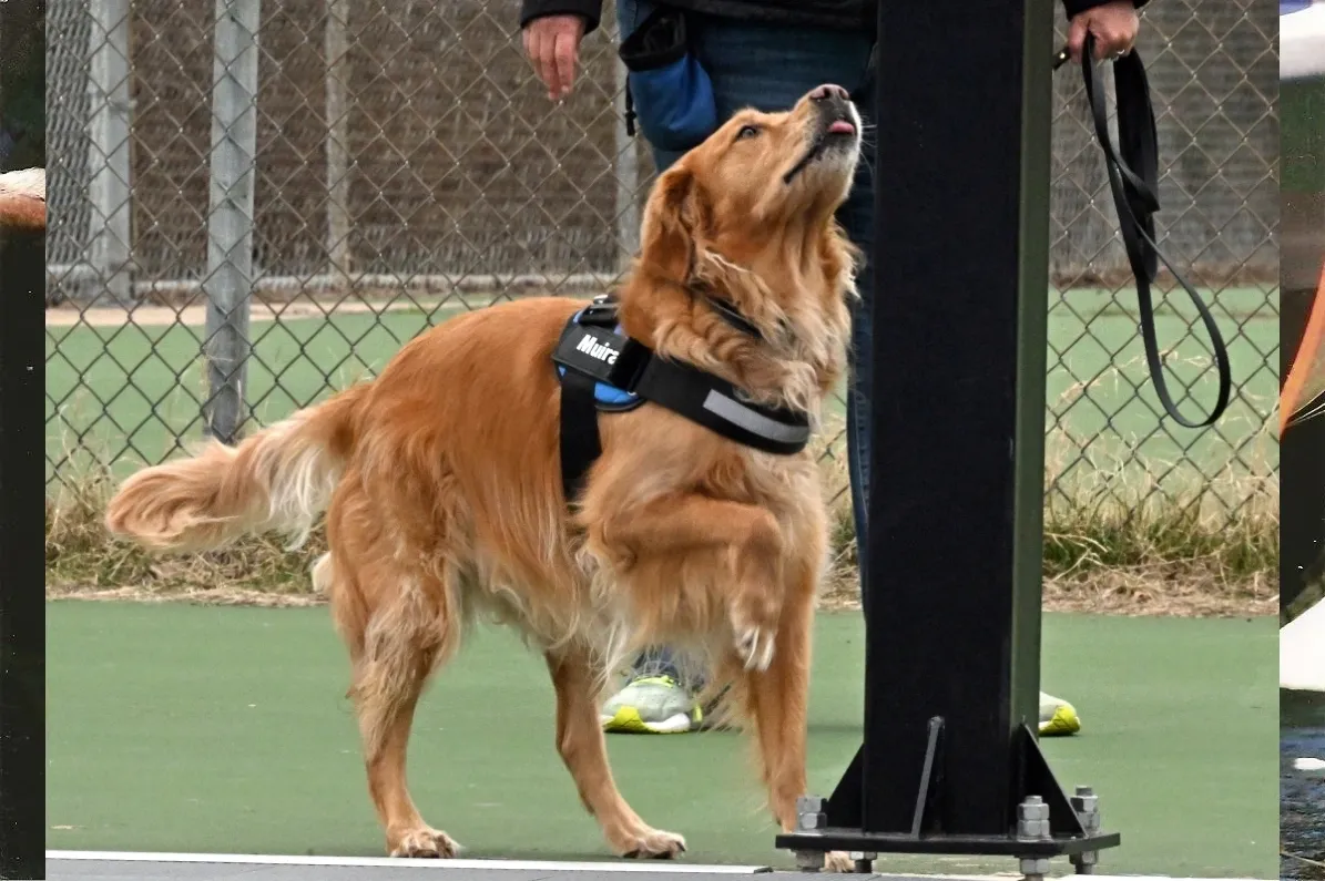 Scent Search Training