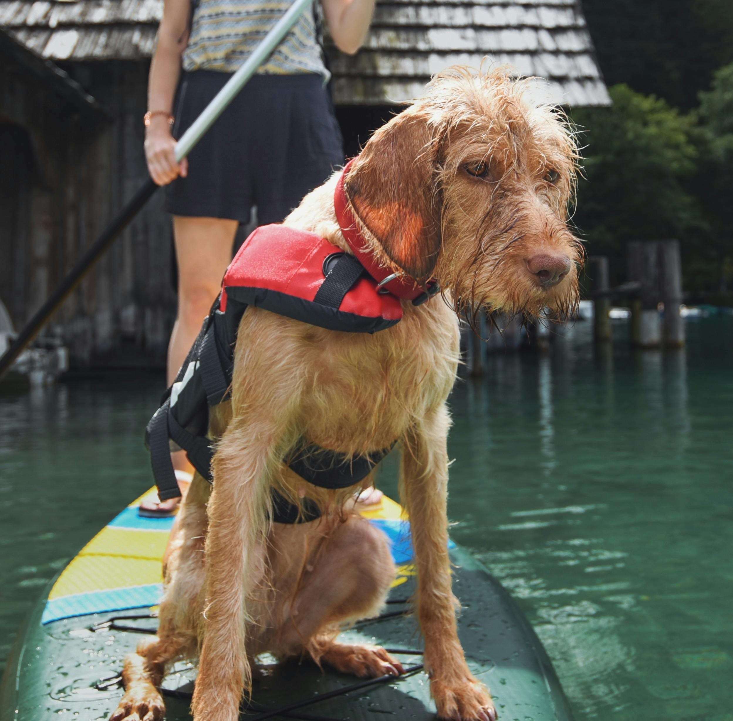 Rescue Dog Journey