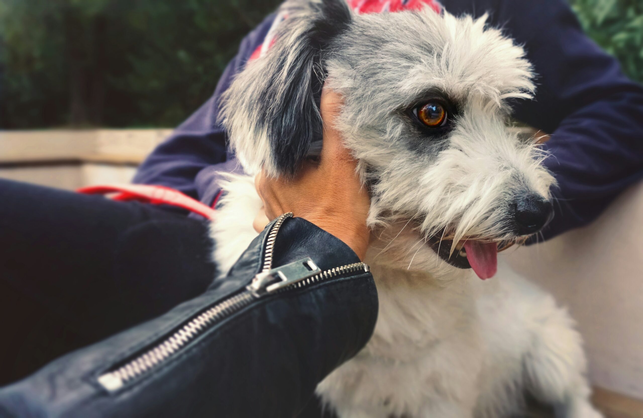 A frustrated owner trying to train a distracted rescue dog outdoors