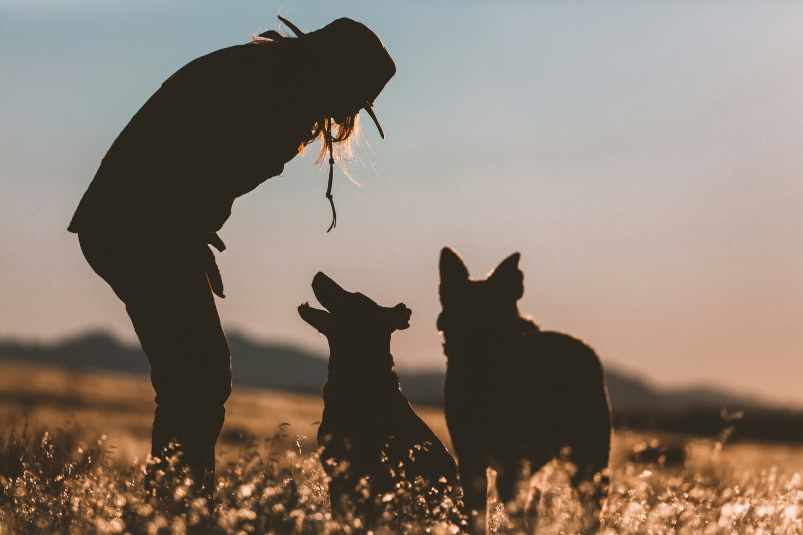 A handler training a rescue dog on search signals outdoors.