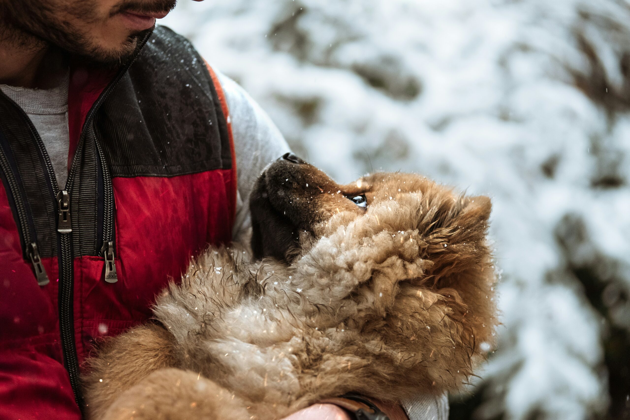 A handler working closely with a rescue dog during outdoor training session