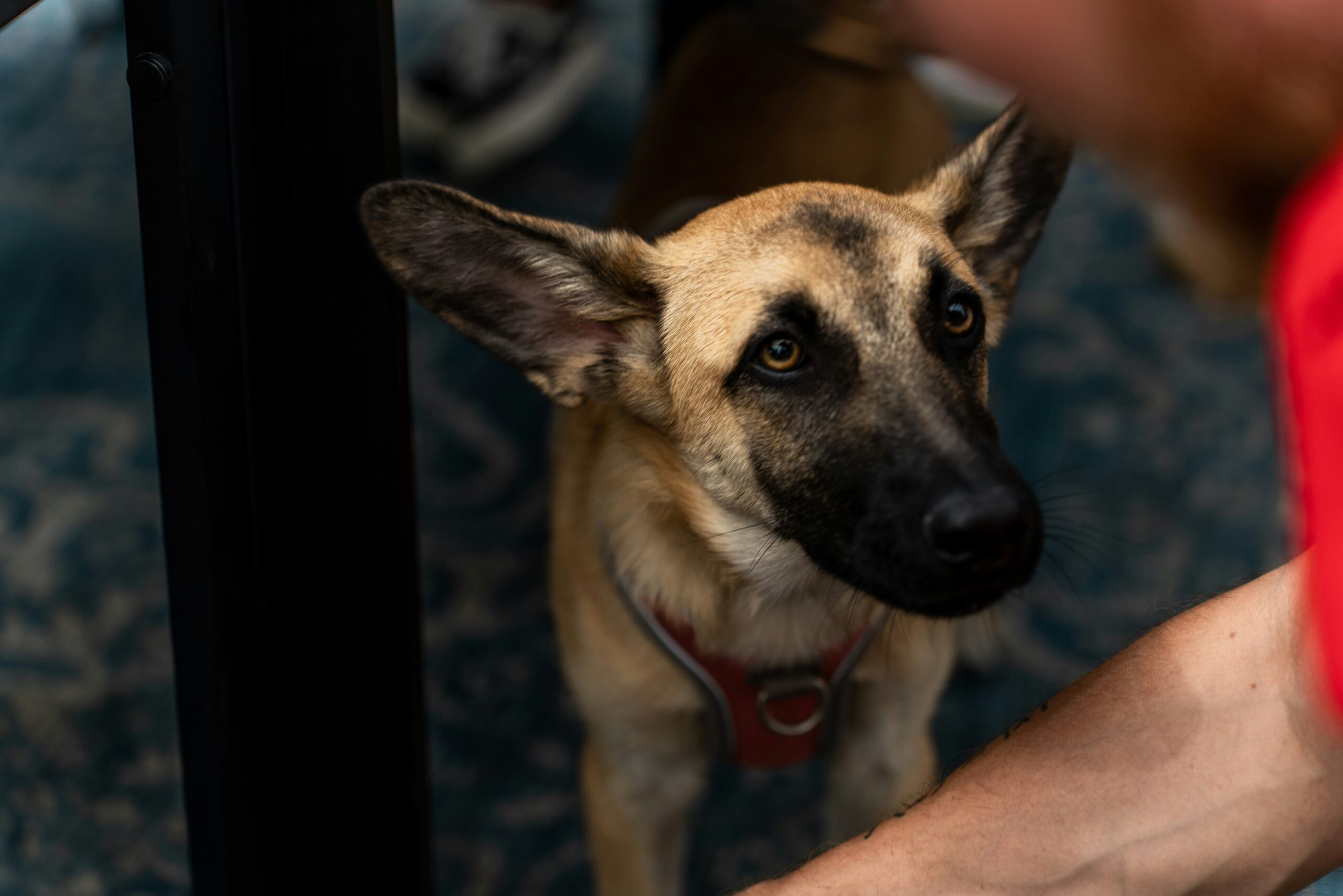 A happy rescue dog receiving treats during a training session indoors