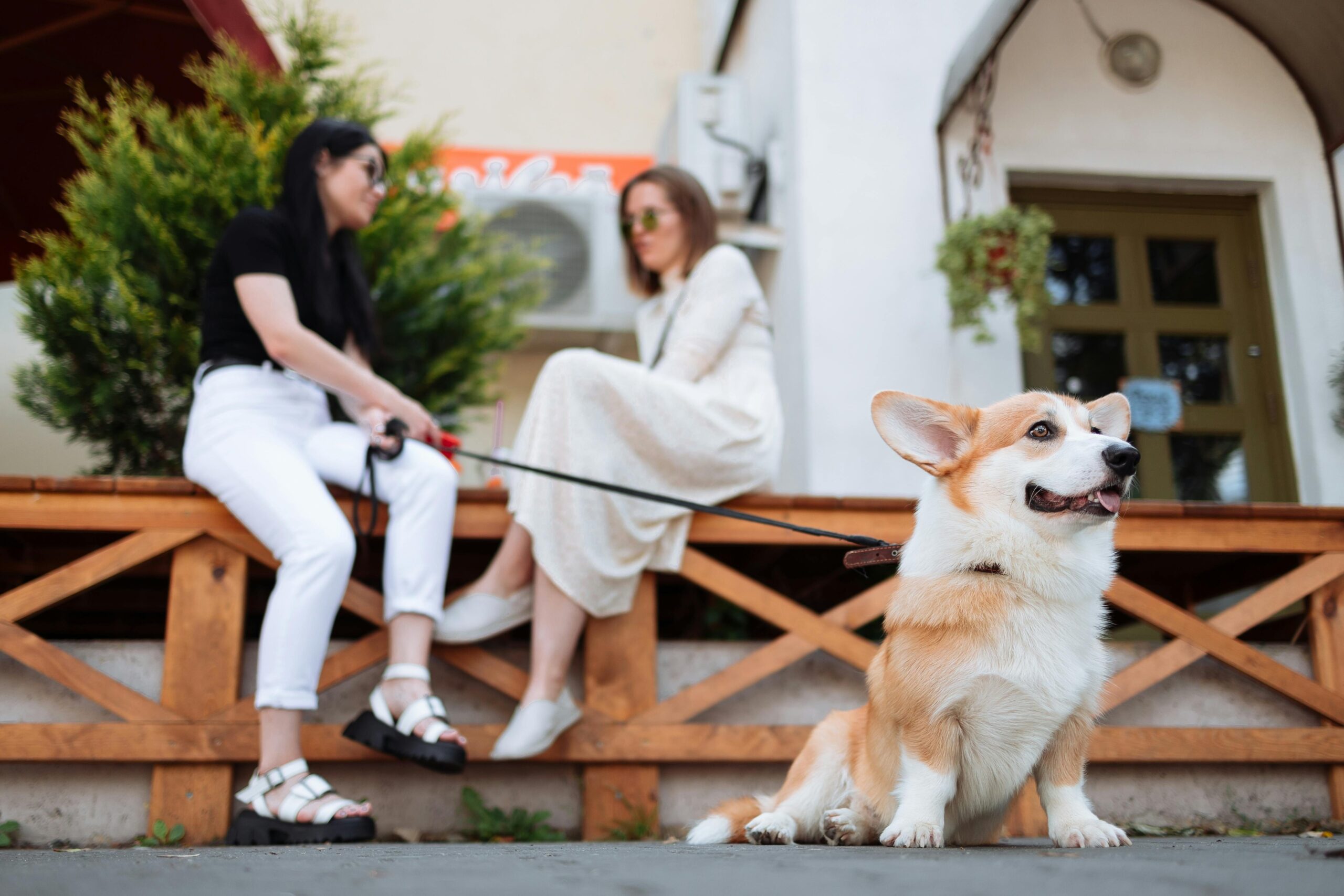 A happy rescue dog sitting confidently beside its owner at a park