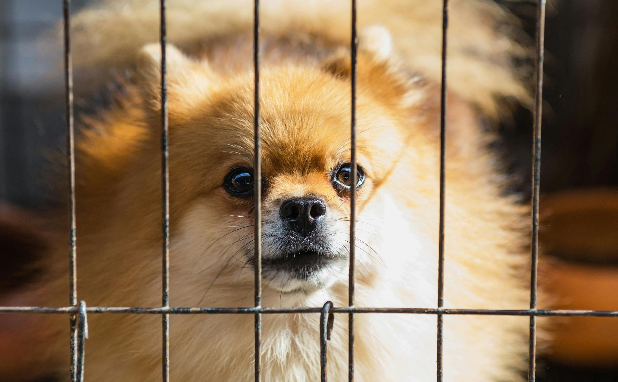 A nervous-looking rescue dog peeking out from behind a chair, illustrating anxiety before training.