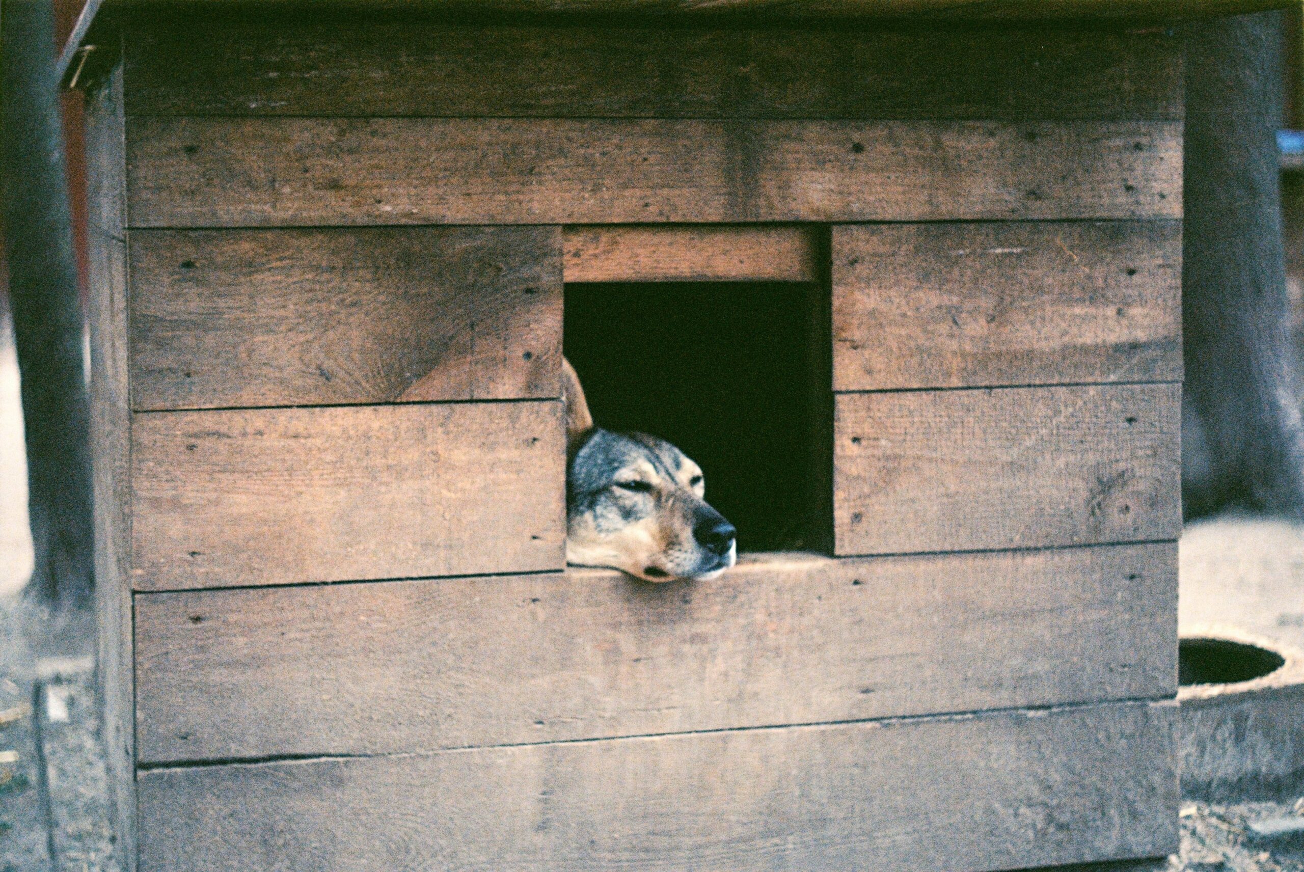 A nervous-looking rescue dog sitting in a shelter.