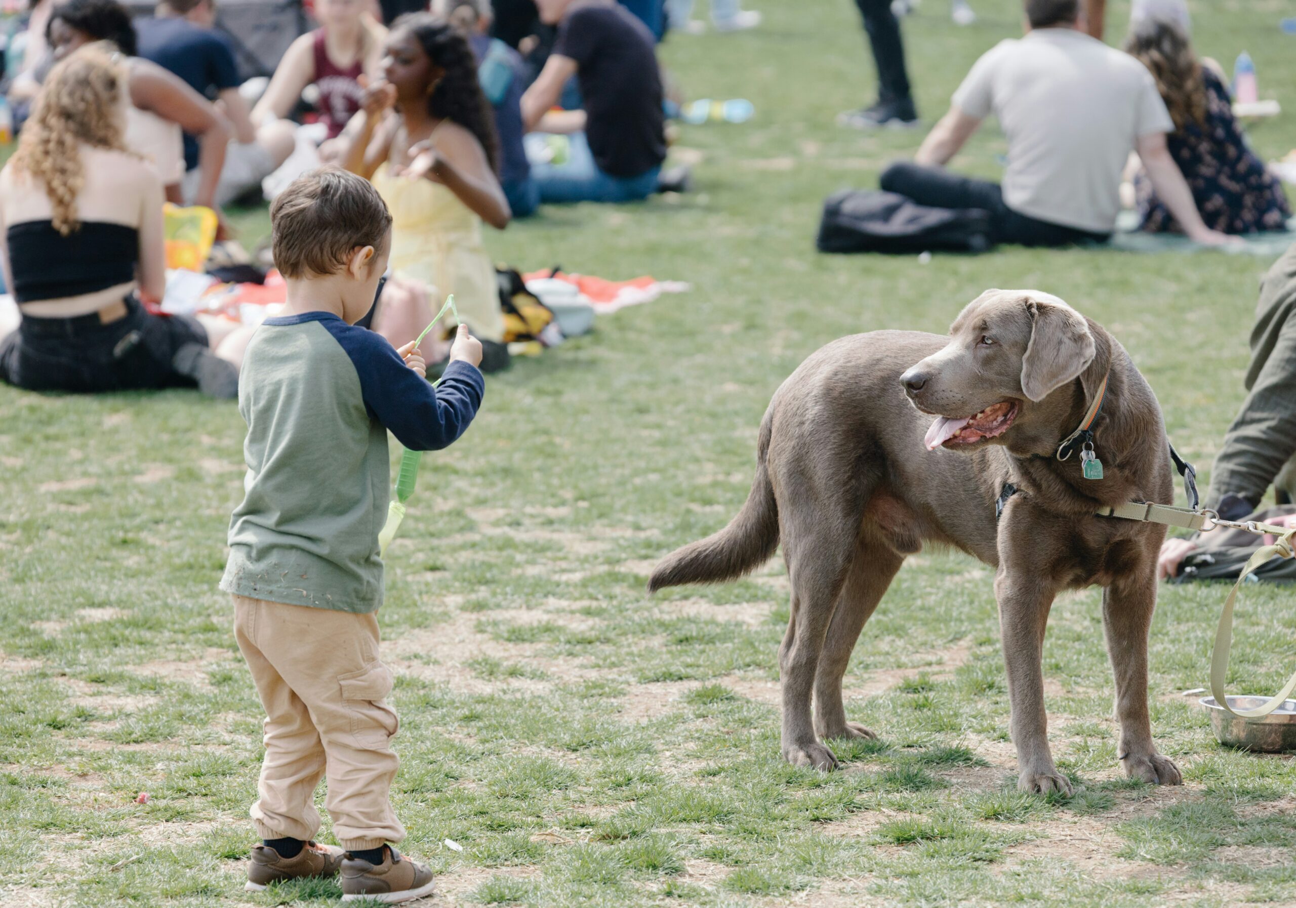 A rescue dog interacting with another friendly dog at a park