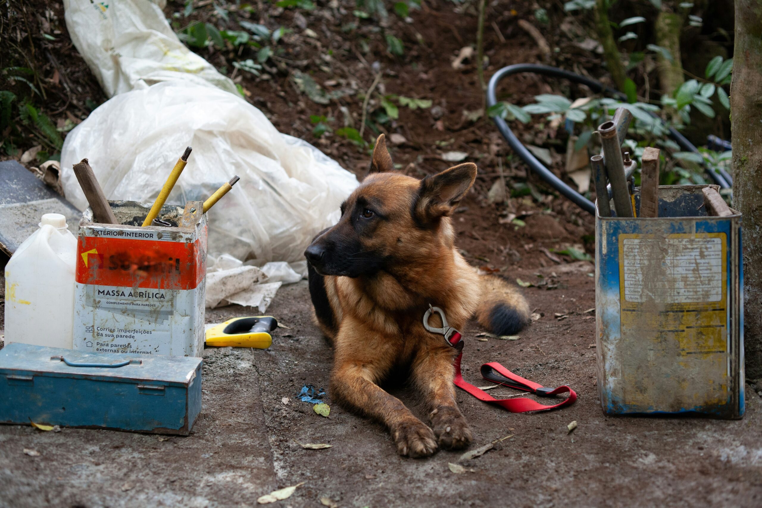 A rescue dog practicing scent detection with its trainer
