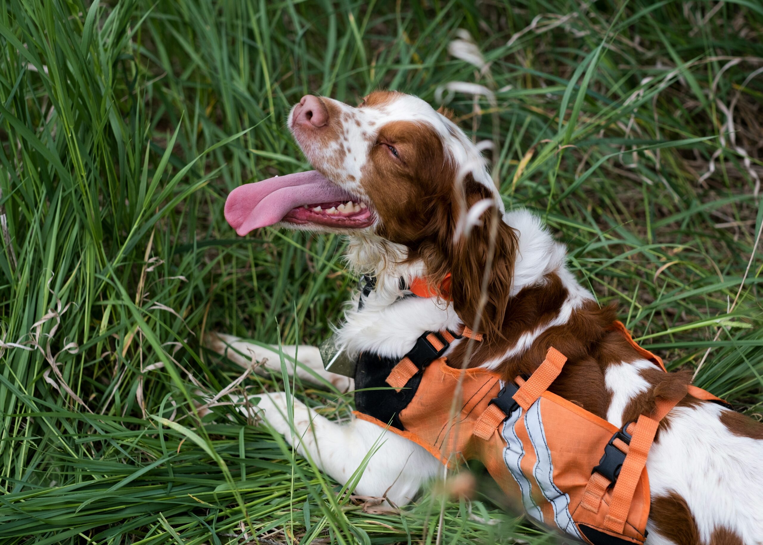 A rescue dog proudly wearing its scent detection certification badge