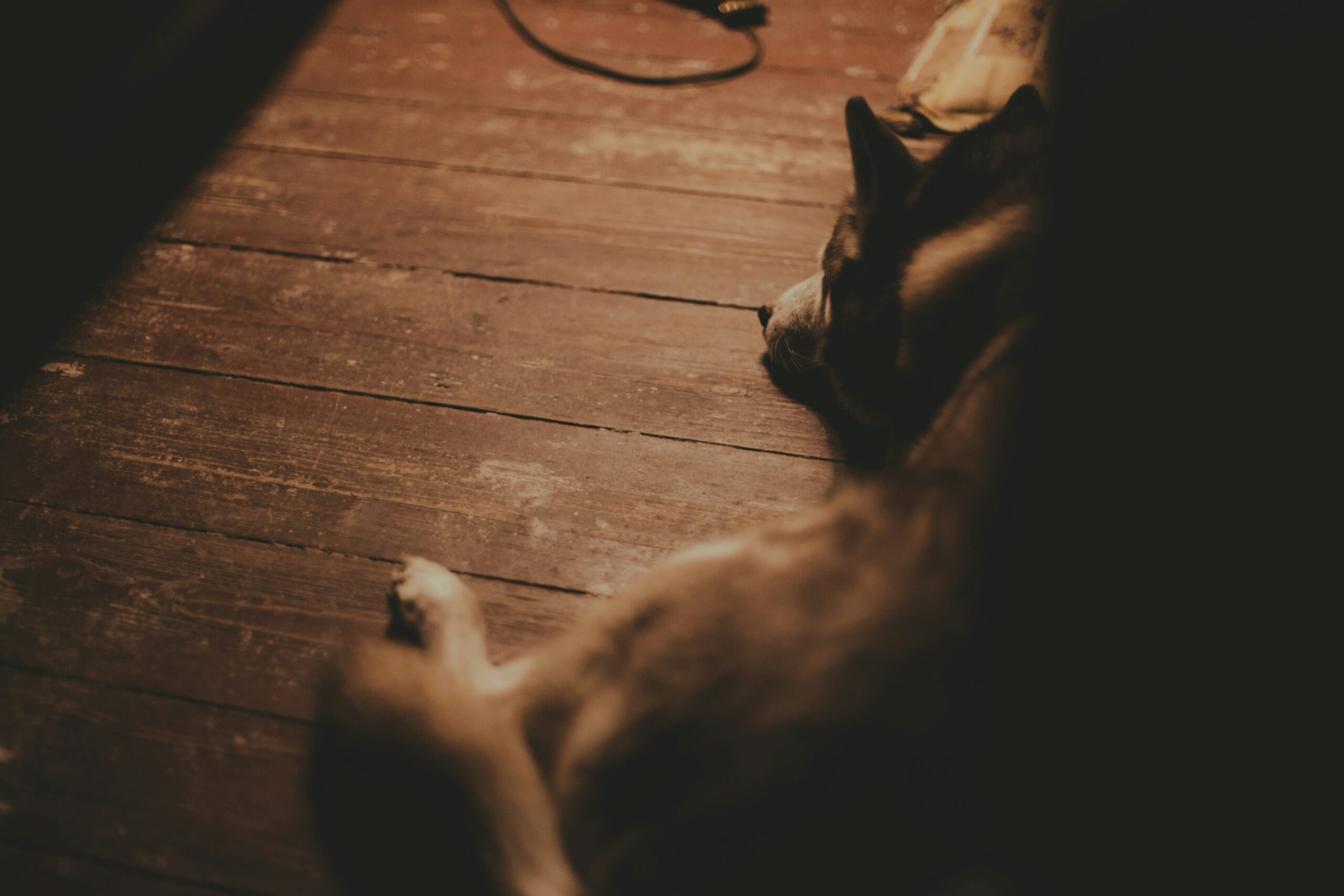 A rescue dog sitting attentively while its trainer uses a clicker and tracks results in a notebook.