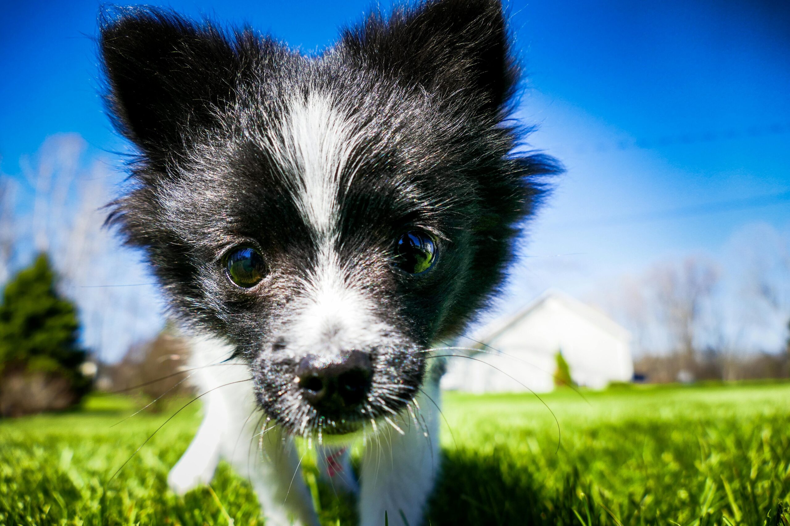 A rescue dog using its nose to explore scents in a grassy field