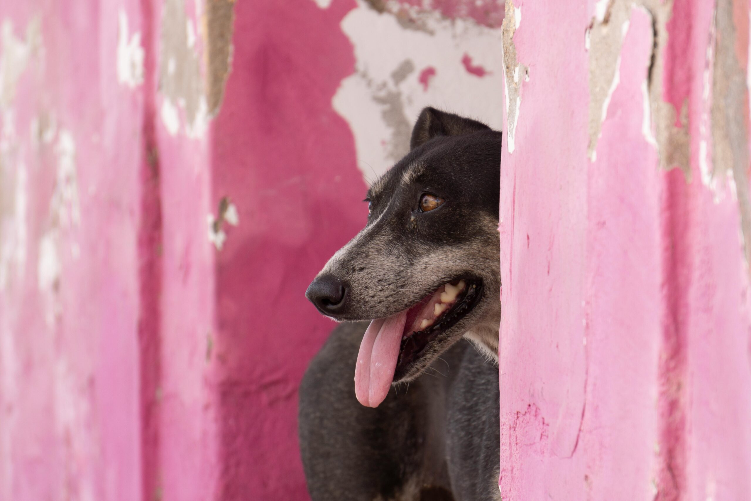 A shy rescue dog peeking from behind a couch