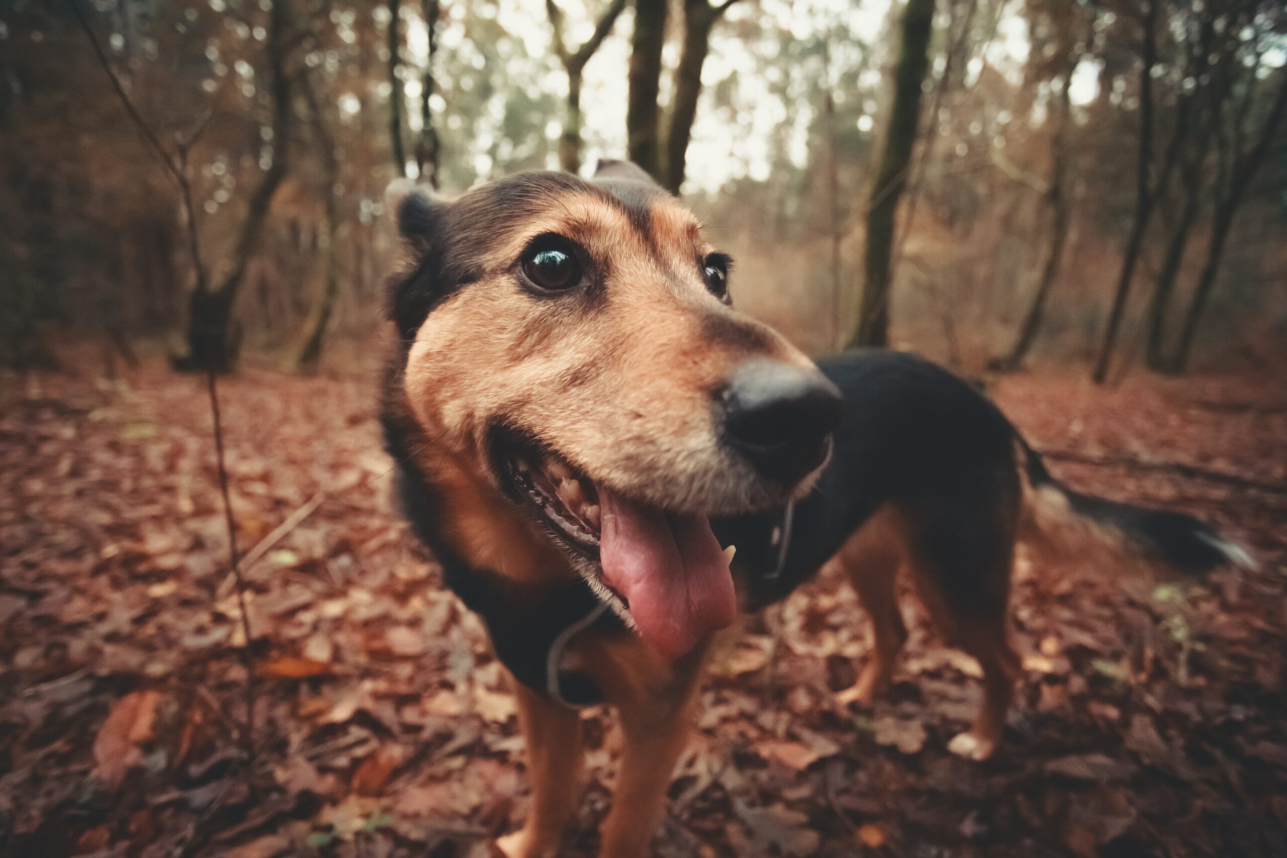 A smiling rescue dog happily playing fetch in the park with its handler