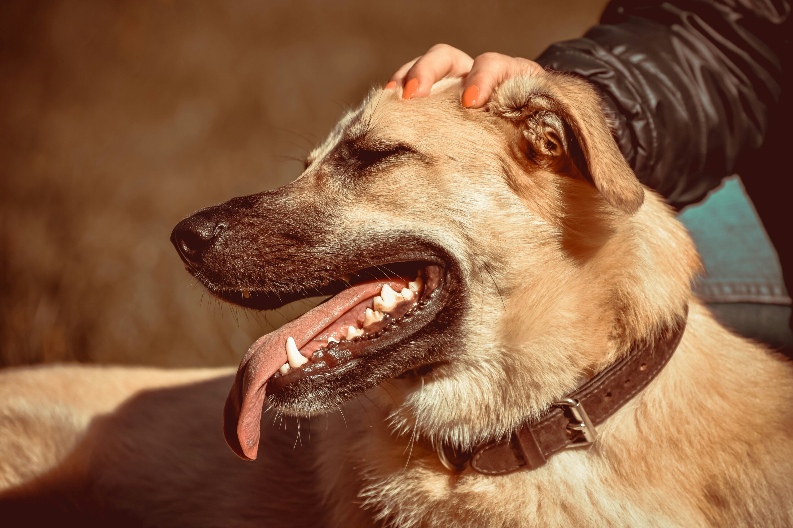 A smiling woman celebrating with her rescue dog after completing an obstacle course