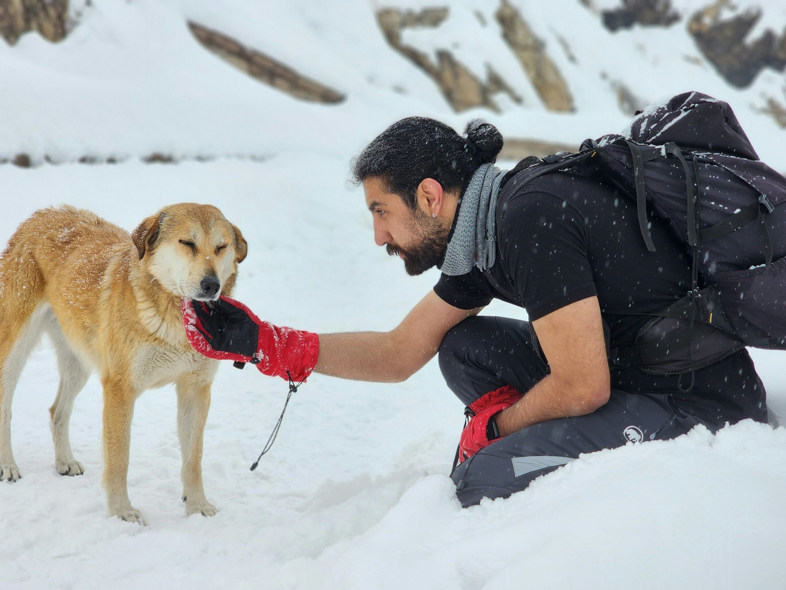 A trainer guiding a rescue dog through obedience exercises