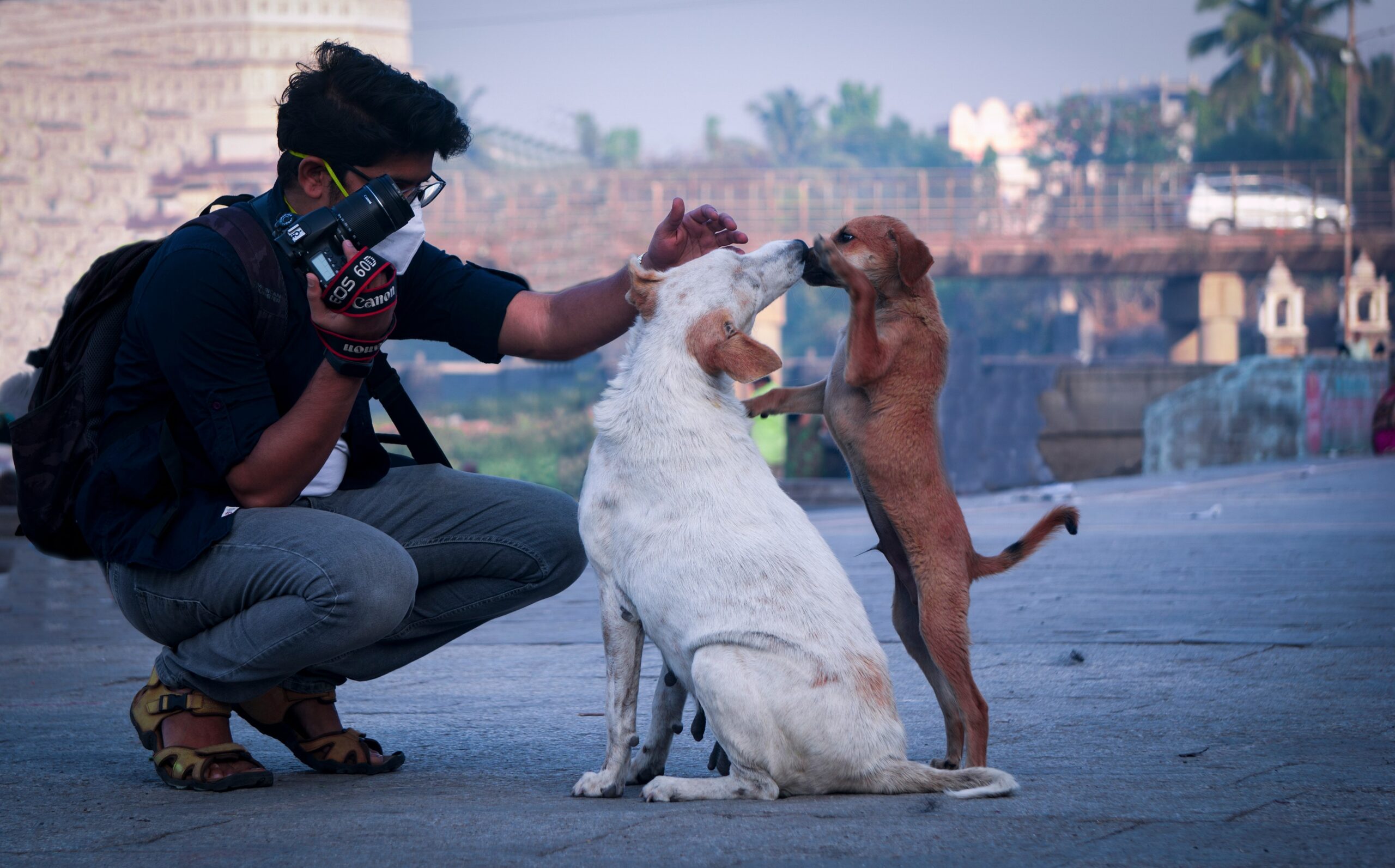 A trainer kneeling next to a rescue dog while giving hand signals