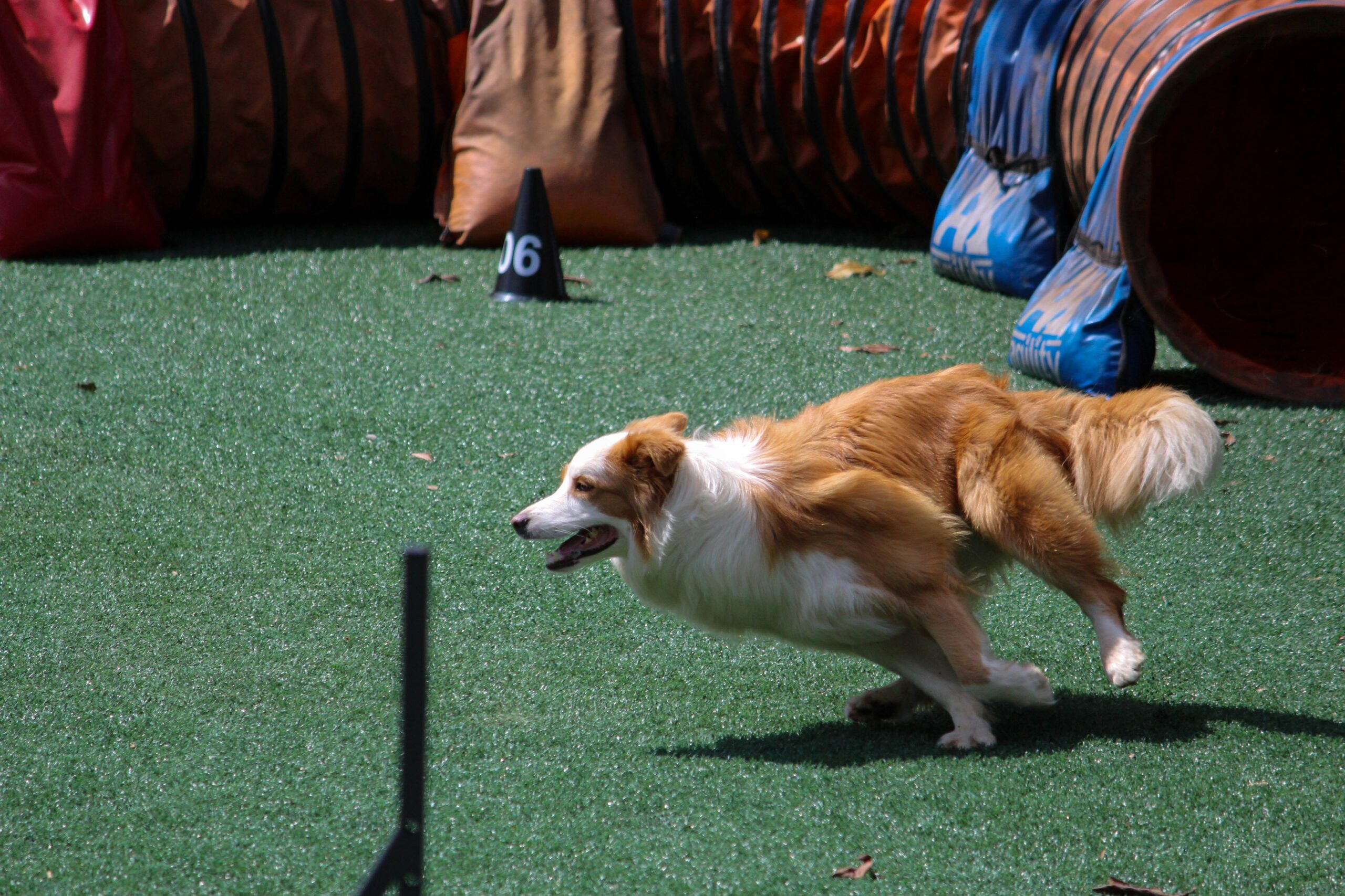 Beaming rescue dog participating in an agility competition.
