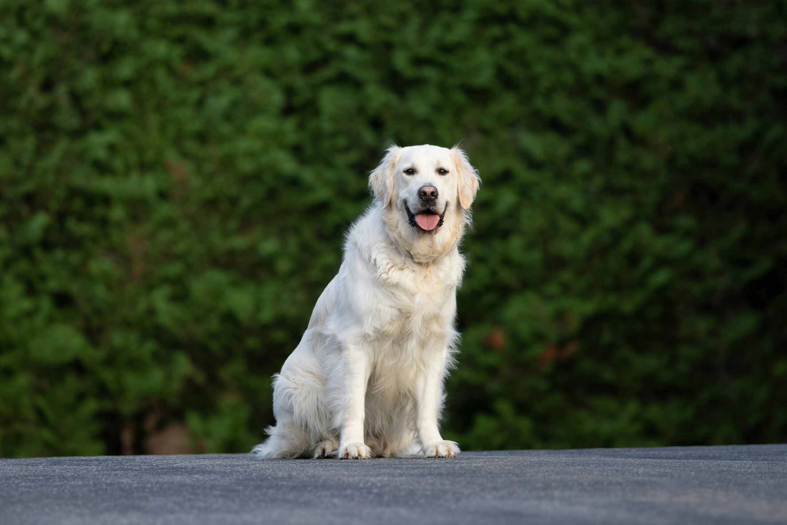 Before-and-after photo comparison showing improved obedience in a trained rescue dog