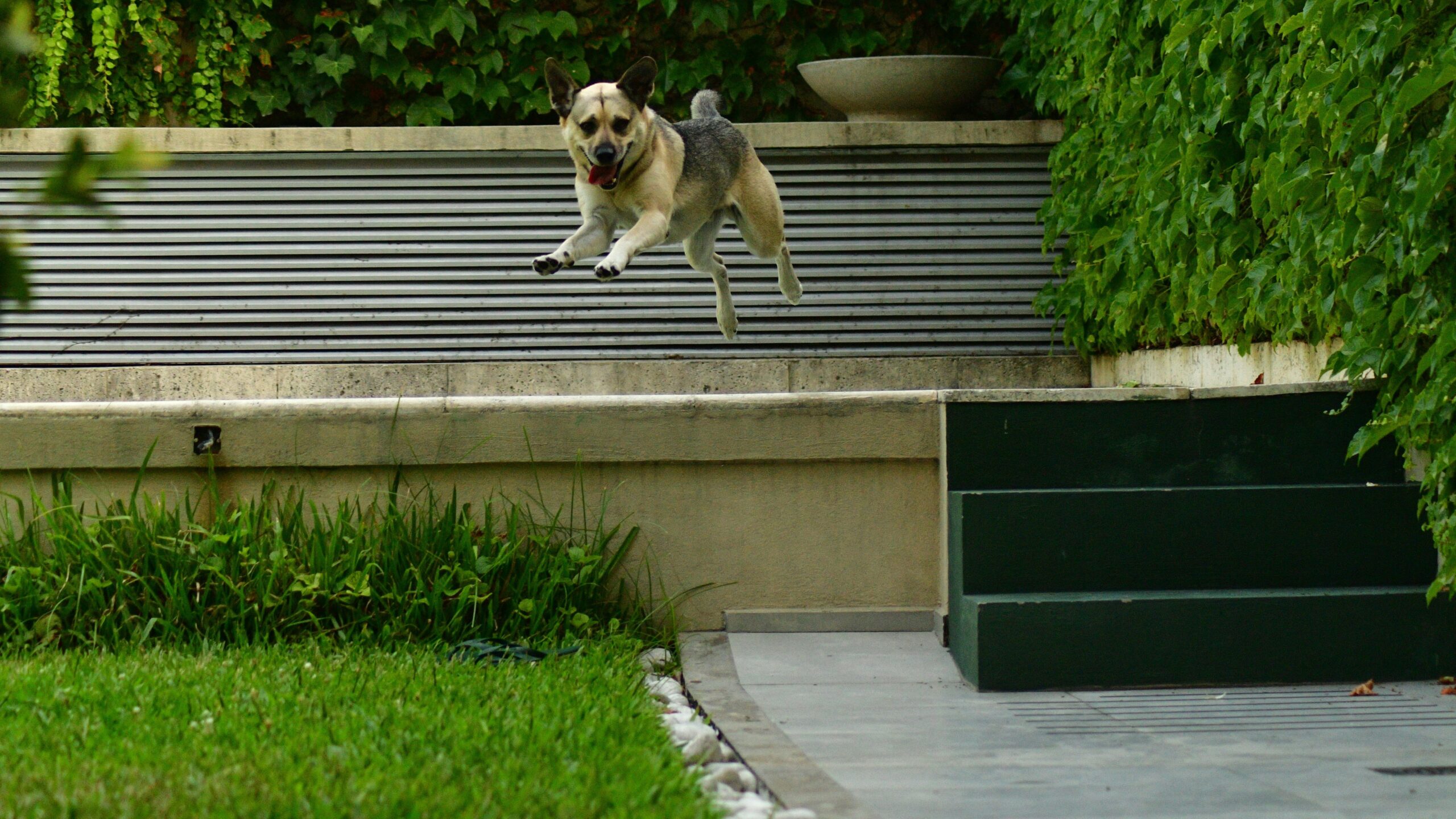 Happy rescue dog playing fetch with its new owner outdoors.