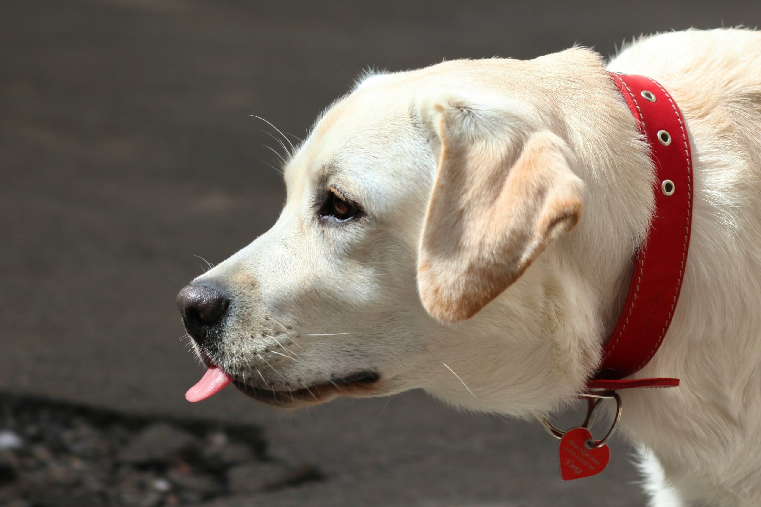 Illustration of a rescue dog sitting next to a progress chart