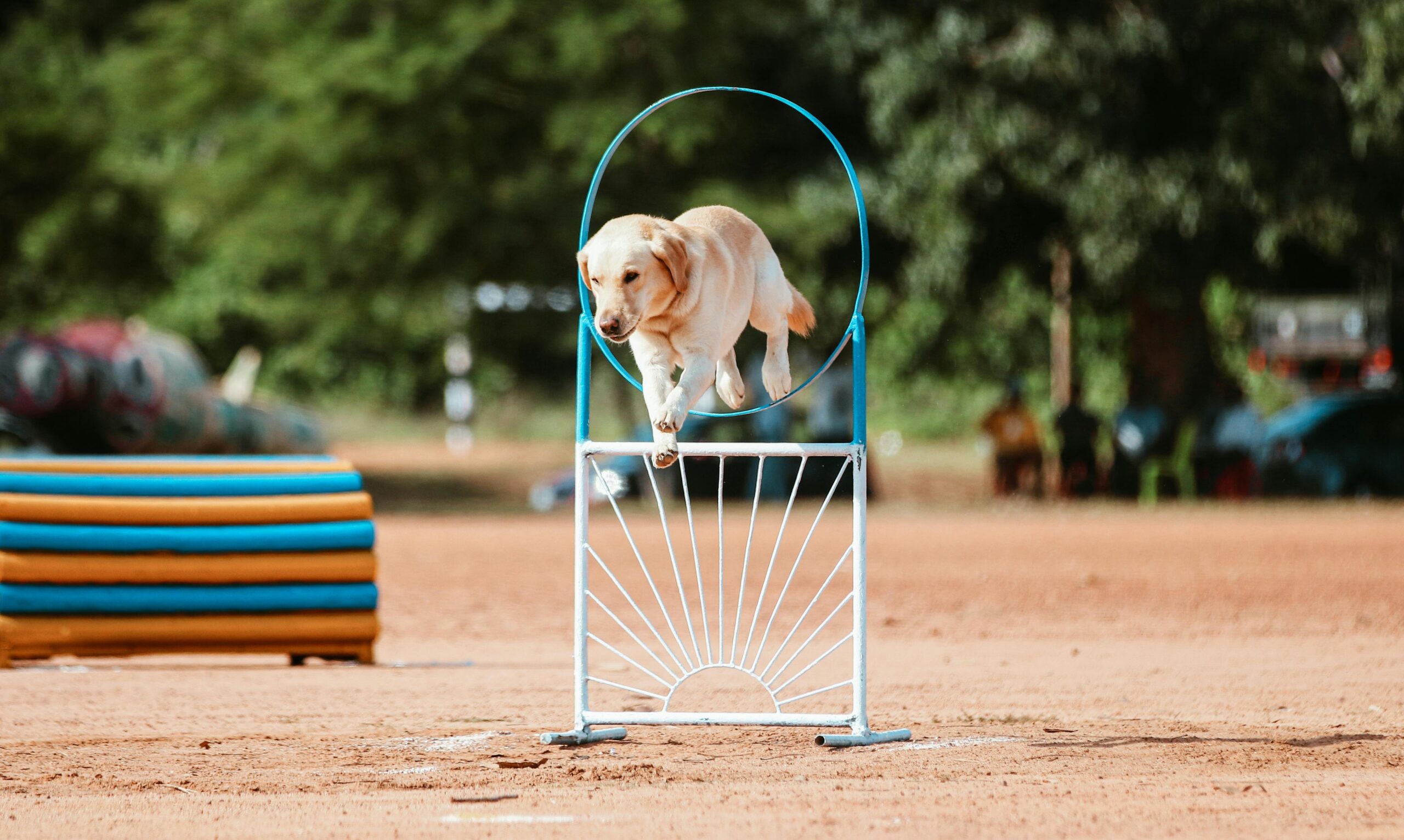Max the Labrador confidently performing an area search drill in a park