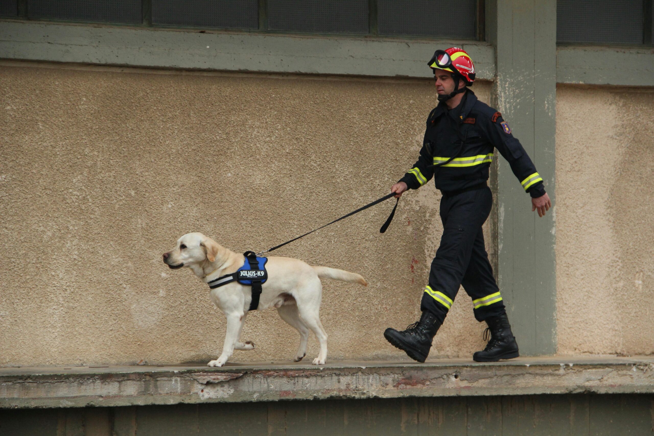 Rescue dog practicing an area search drill outdoors