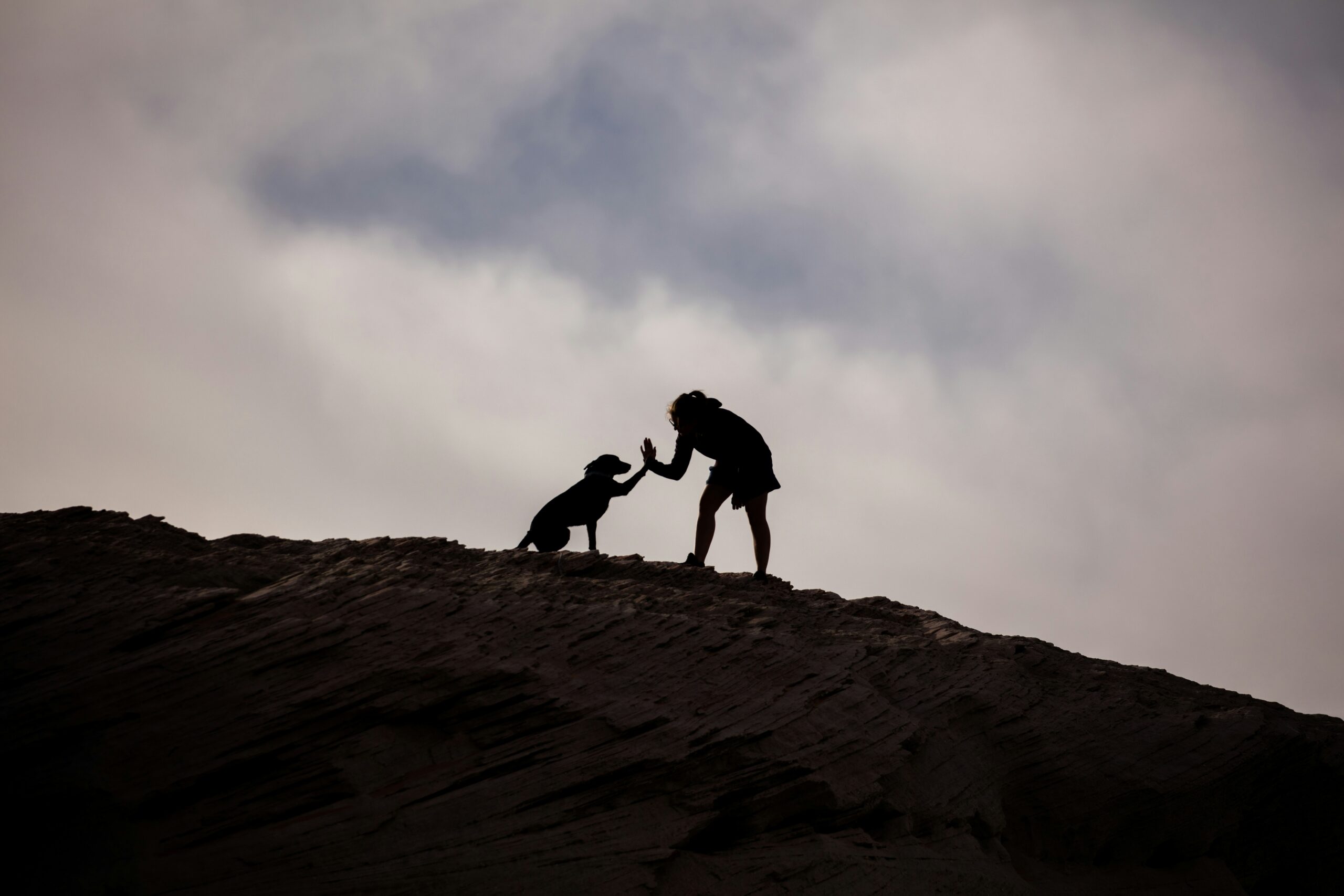 A happy beagle wagging its tail beside a basket filled with toys.