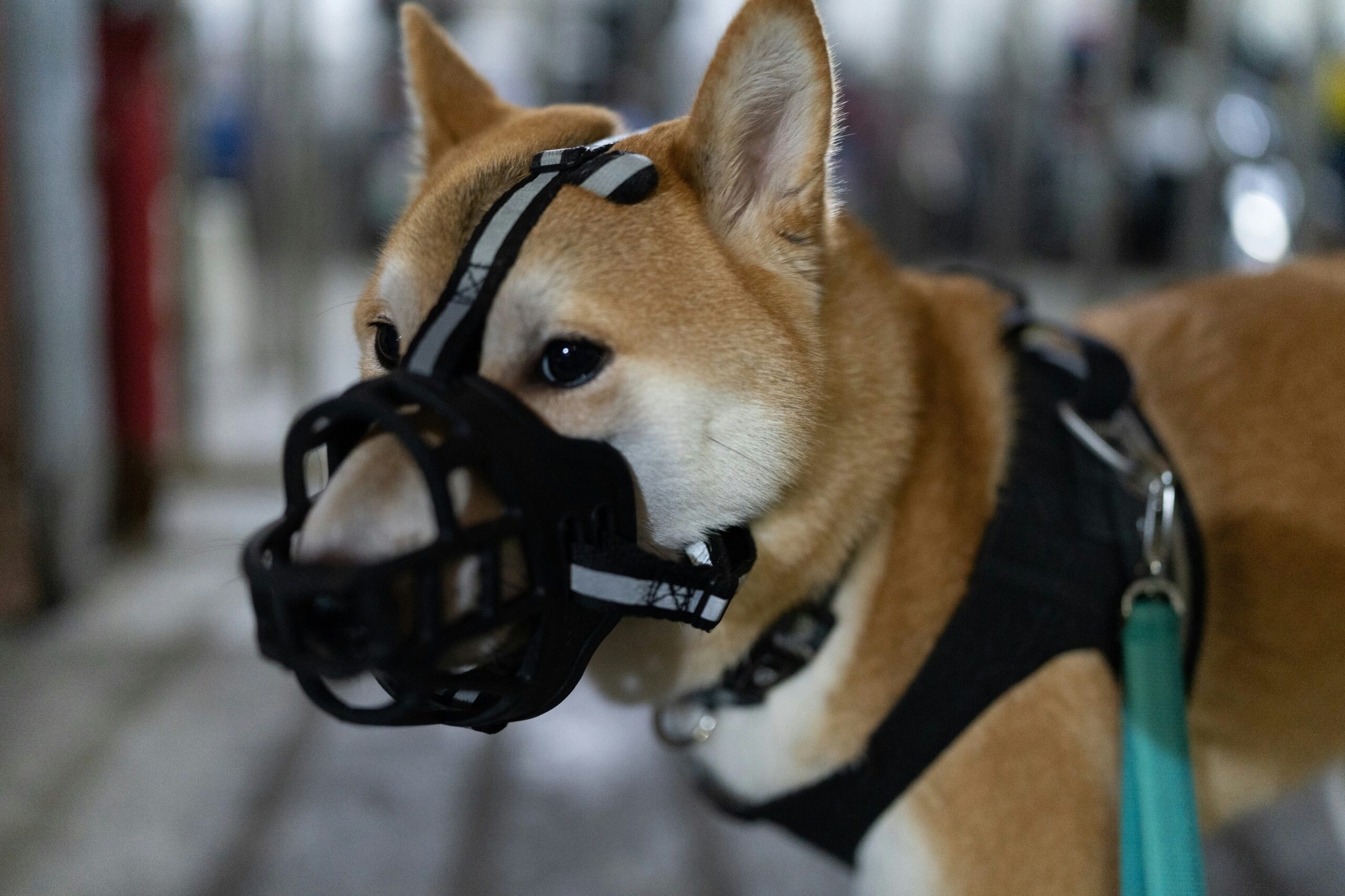 A trainer working with a rescue dog using clickers and leashes.