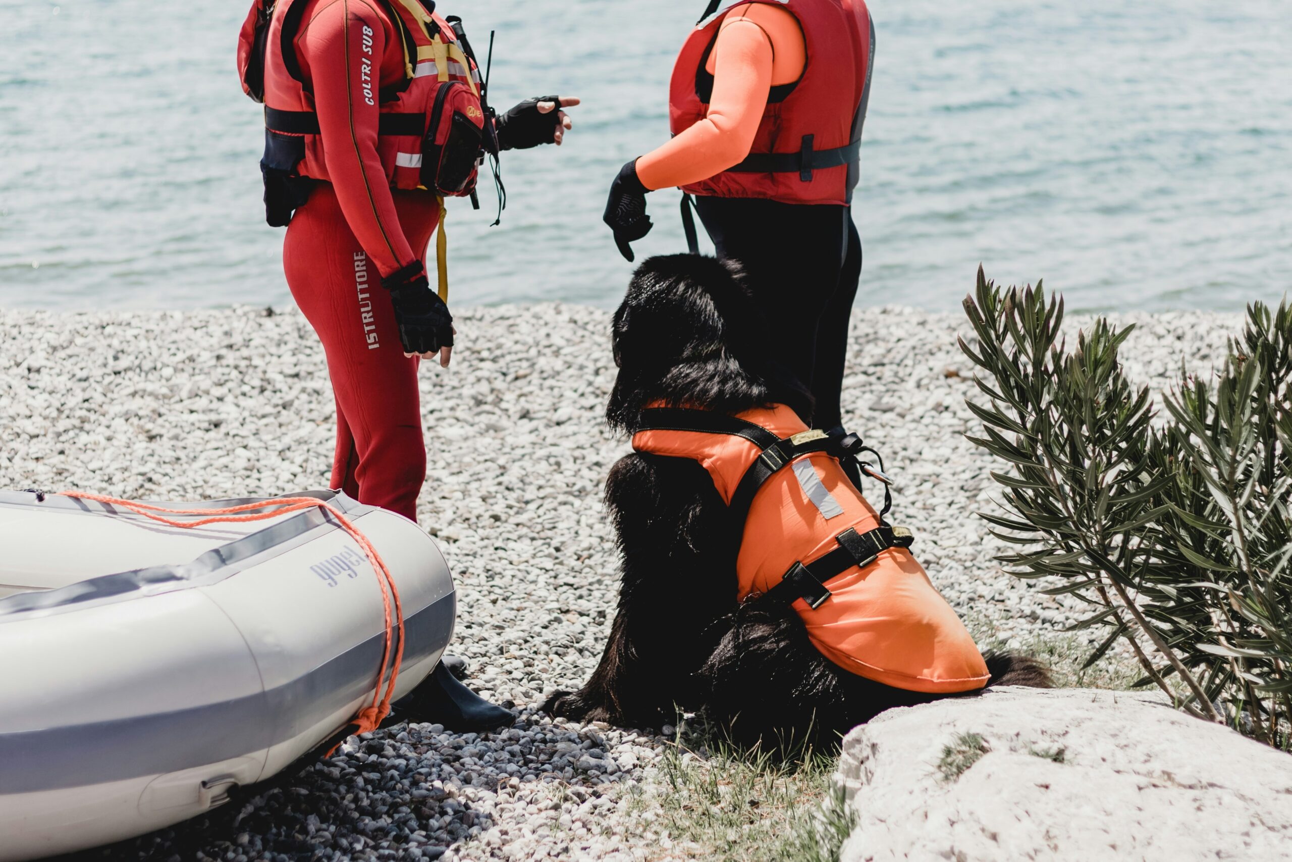 rescue dog training