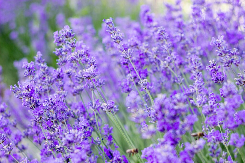 Scent Recognition Drills