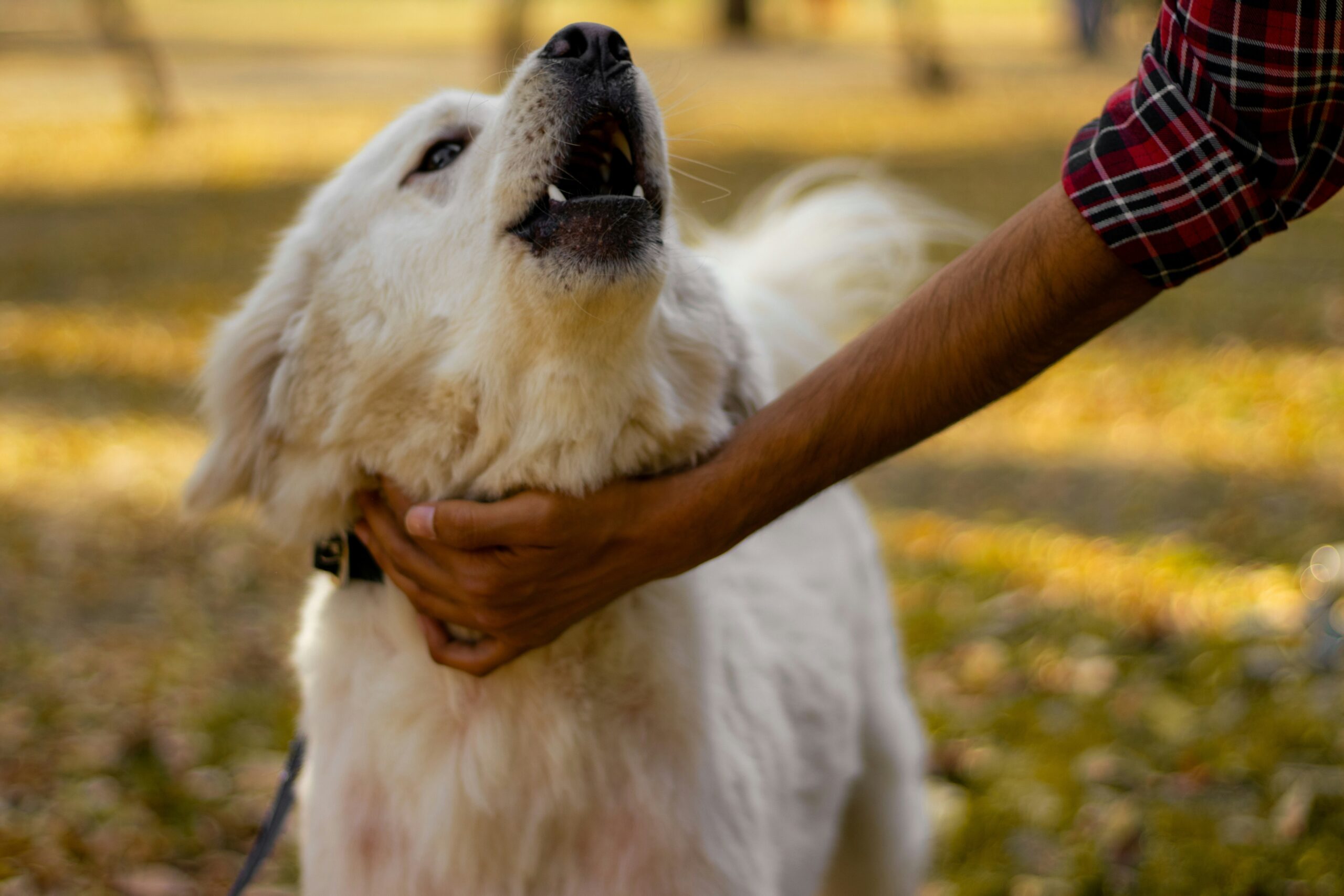 Trainer giving a treat to a happy dog during scent training