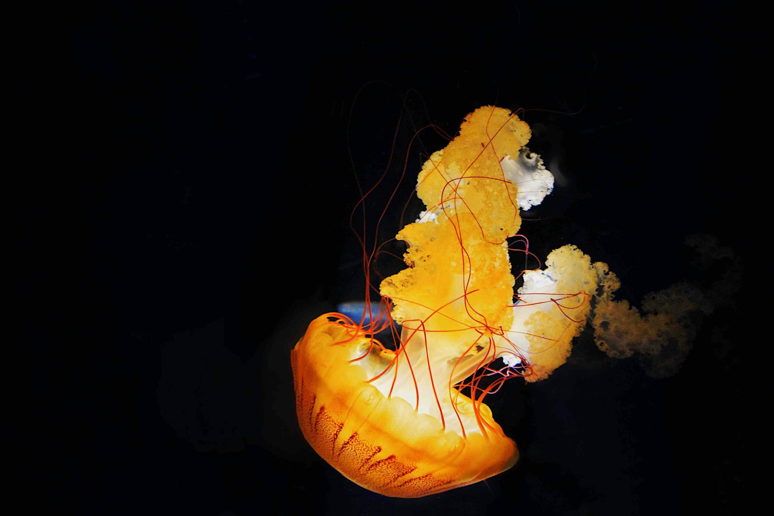 A black Lab sniffing an orange cone during outdoor training