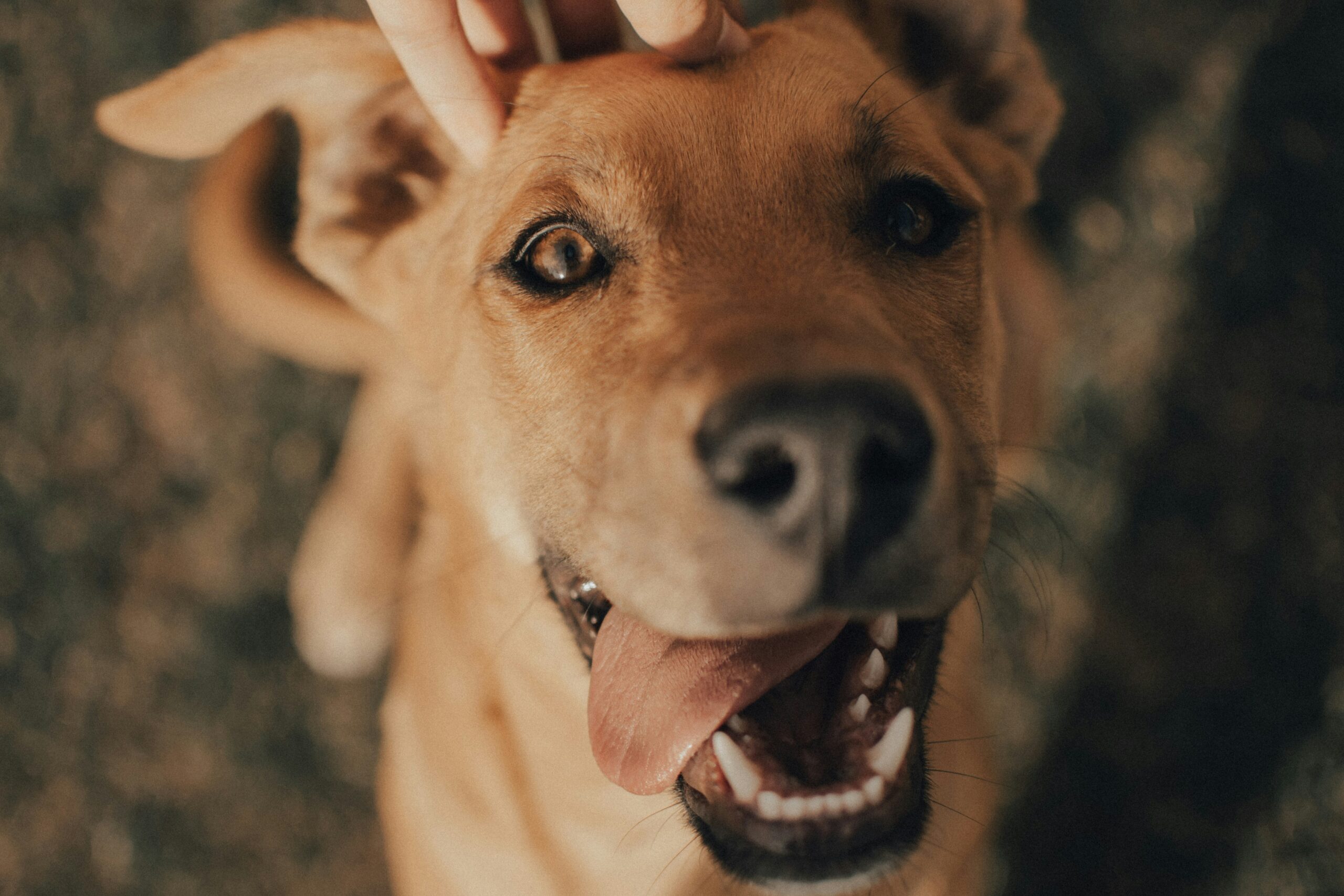 A brown dog sniffing a person's hand.