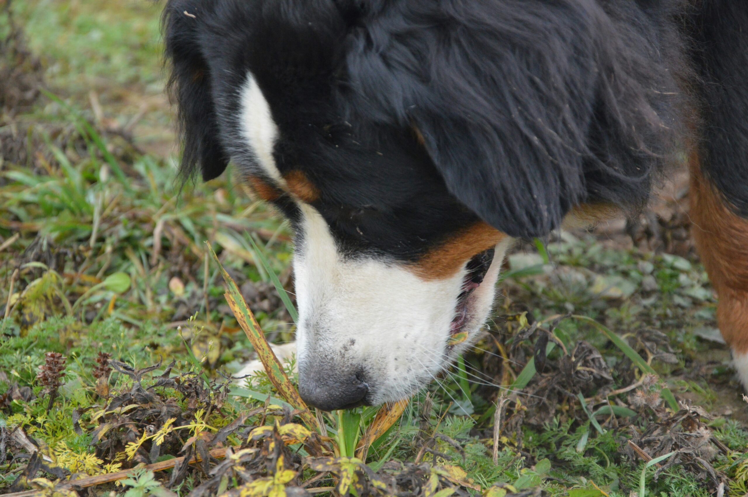 A calm rescue dog sitting on grass