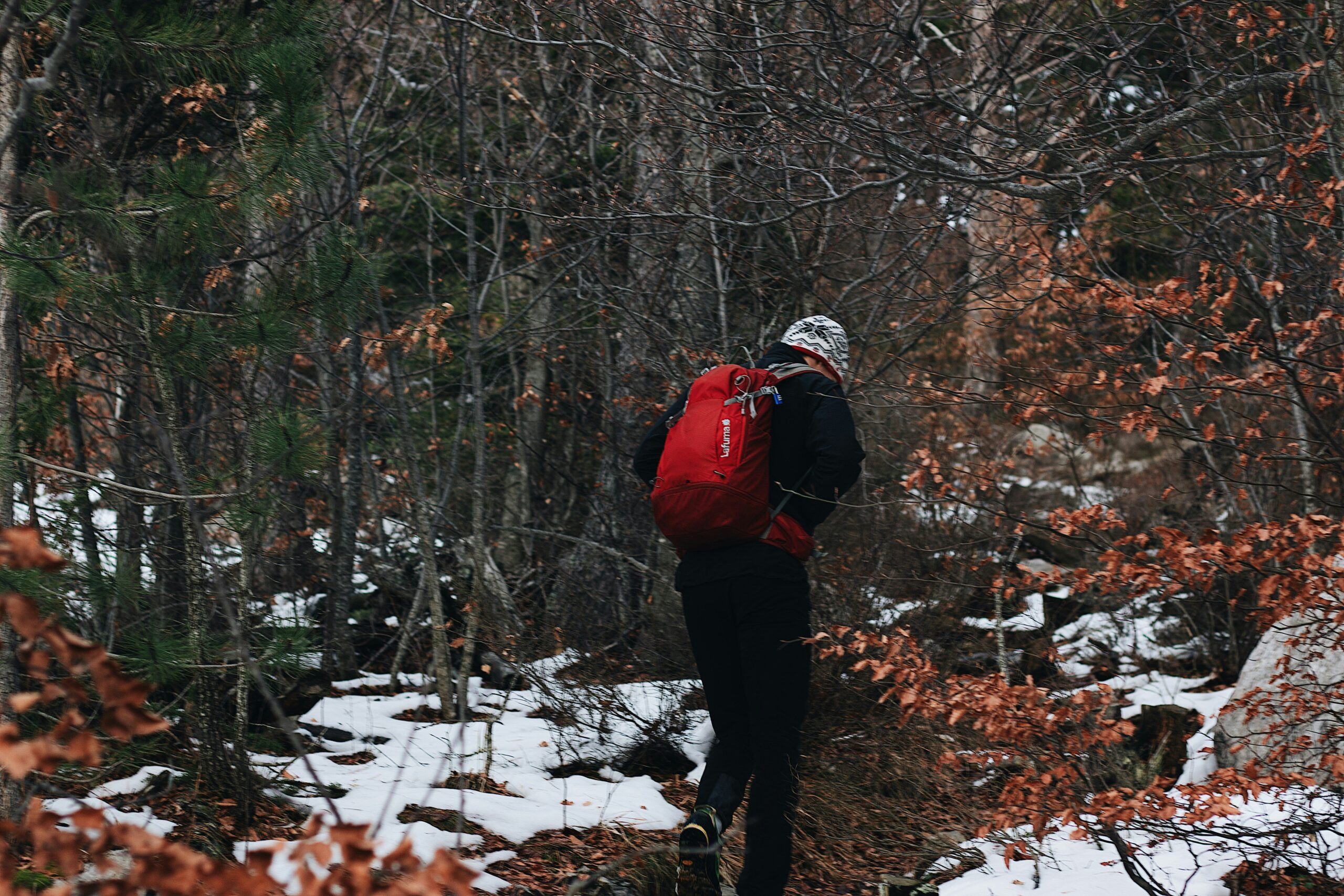 A handler working with a nervous-looking rescue dog