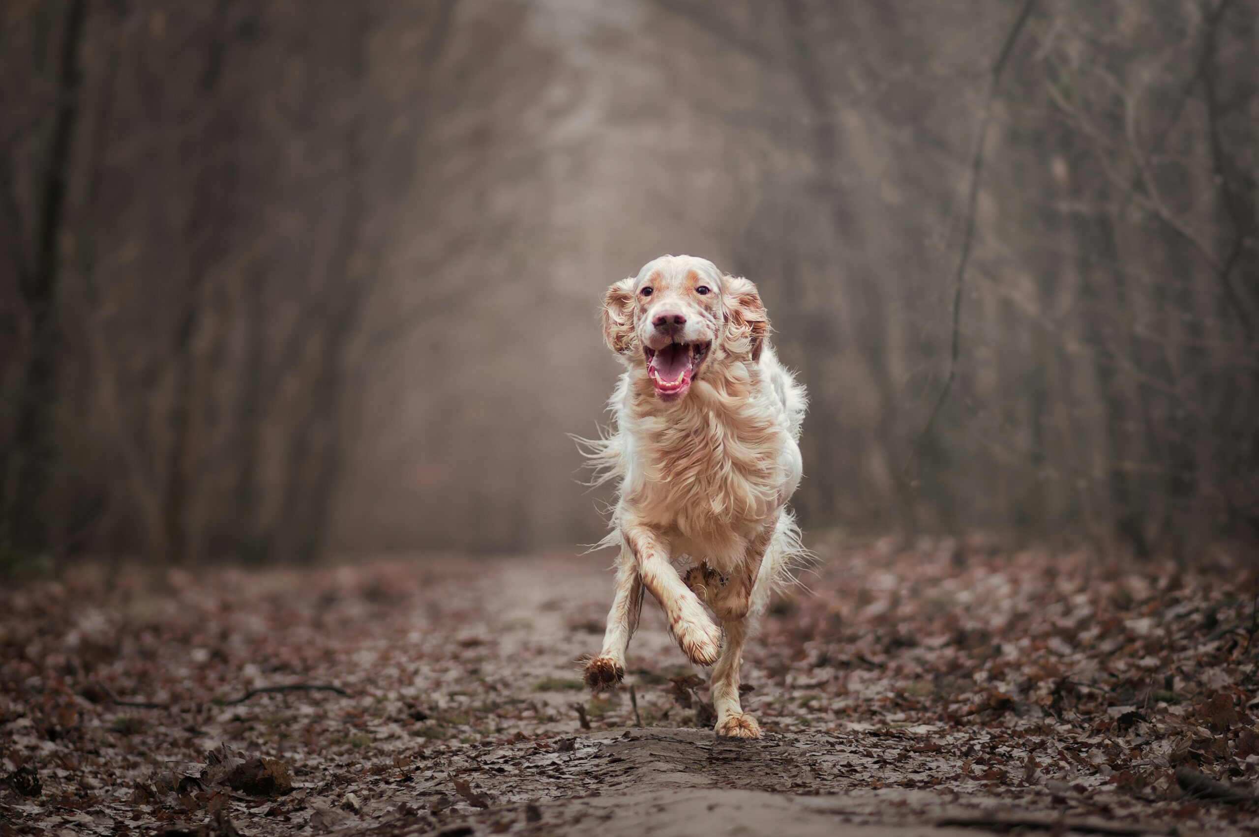A happy rescue dog playing fetch with its trainer outdoors.