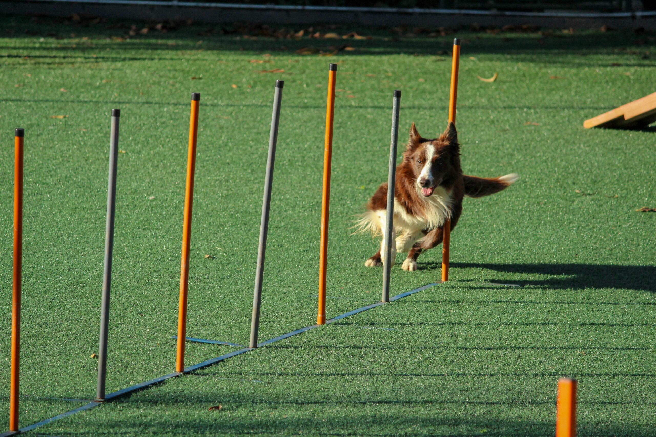 A happy rescue dog sitting beside its trainer outdoors.