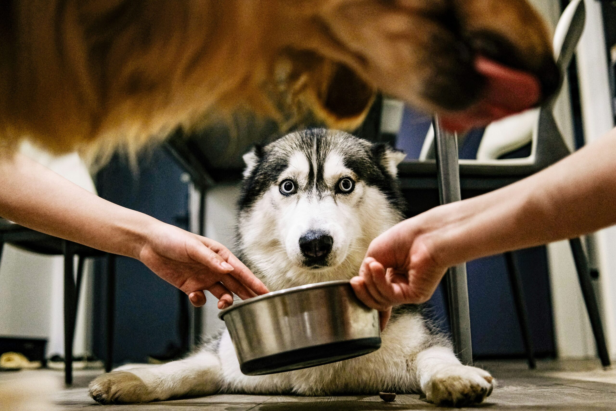 A person training a rescue dog using clicker method.