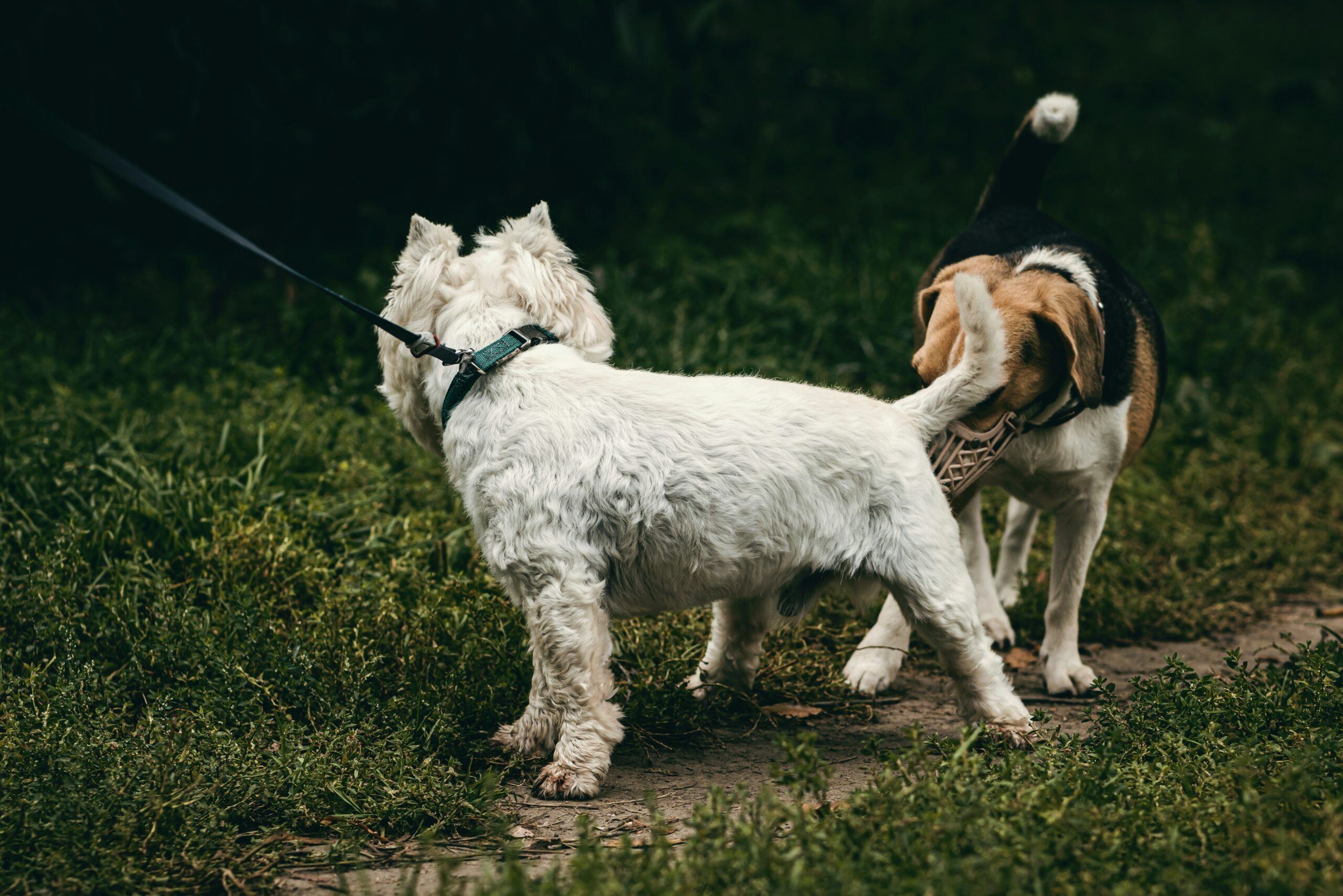 A rescue dog looking confused after receiving conflicting signals from trainers