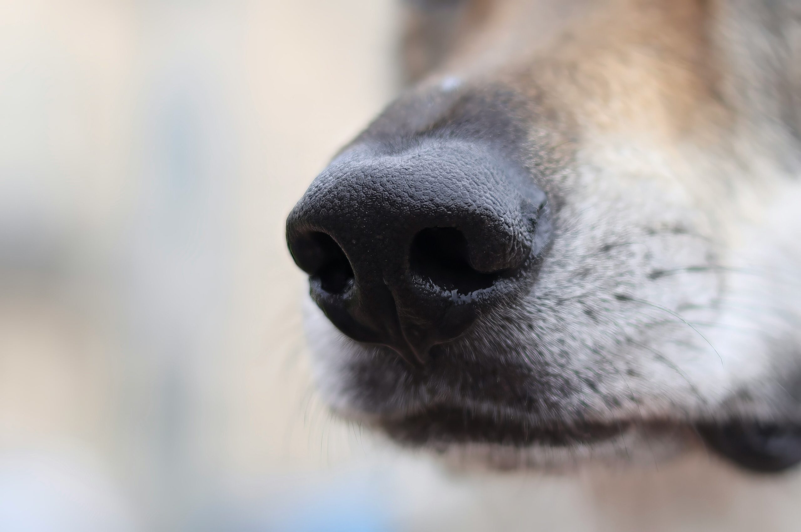A rescue dog undergoing air scent training outdoors