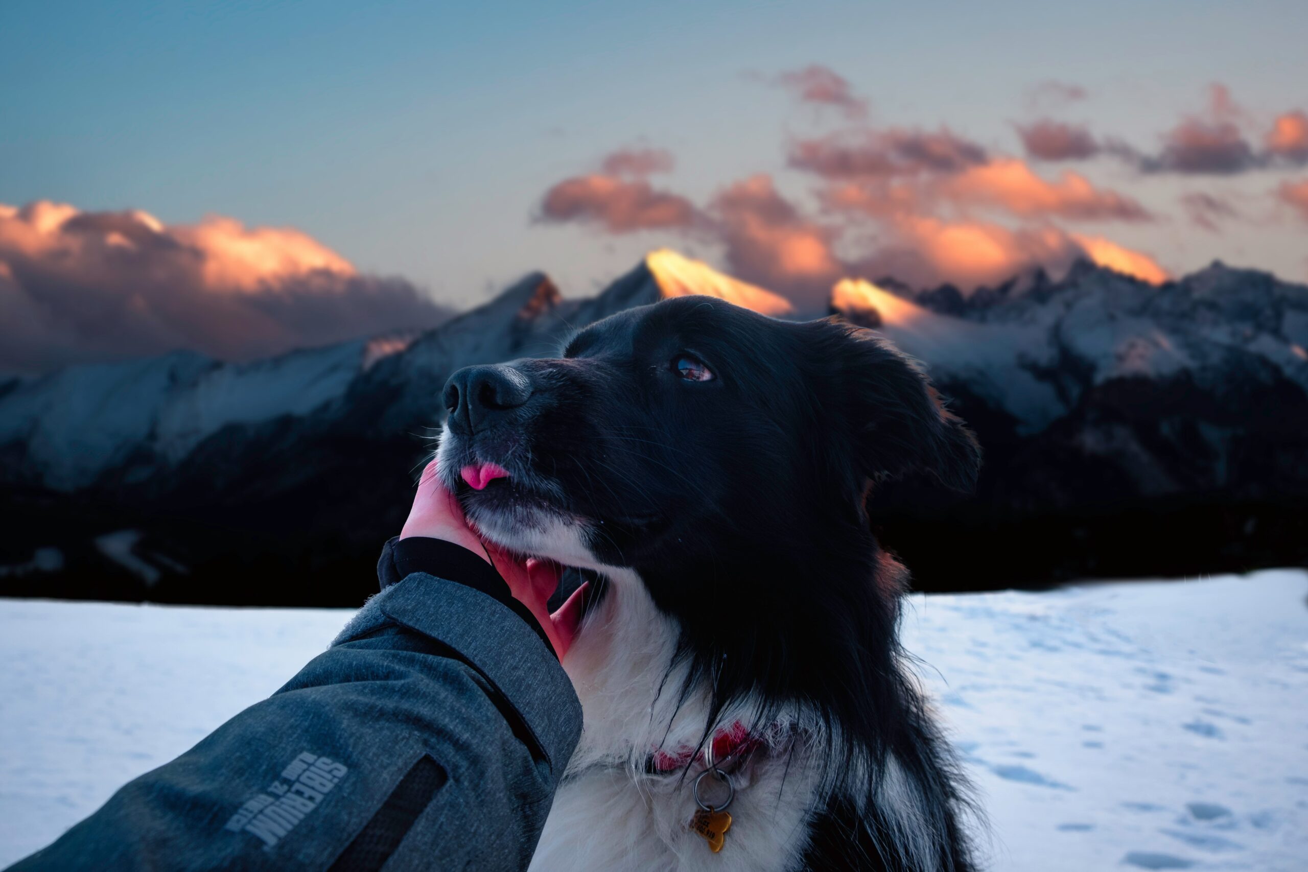 A trainer working with a hesitant rescue dog outdoors