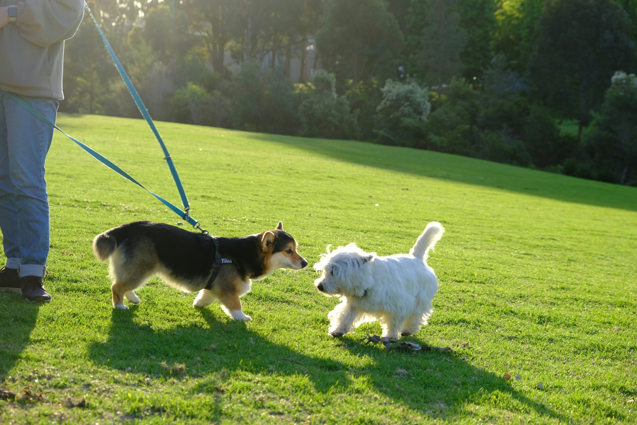 A woman holding a leash, guiding her rescue dog through an agility obstacle course