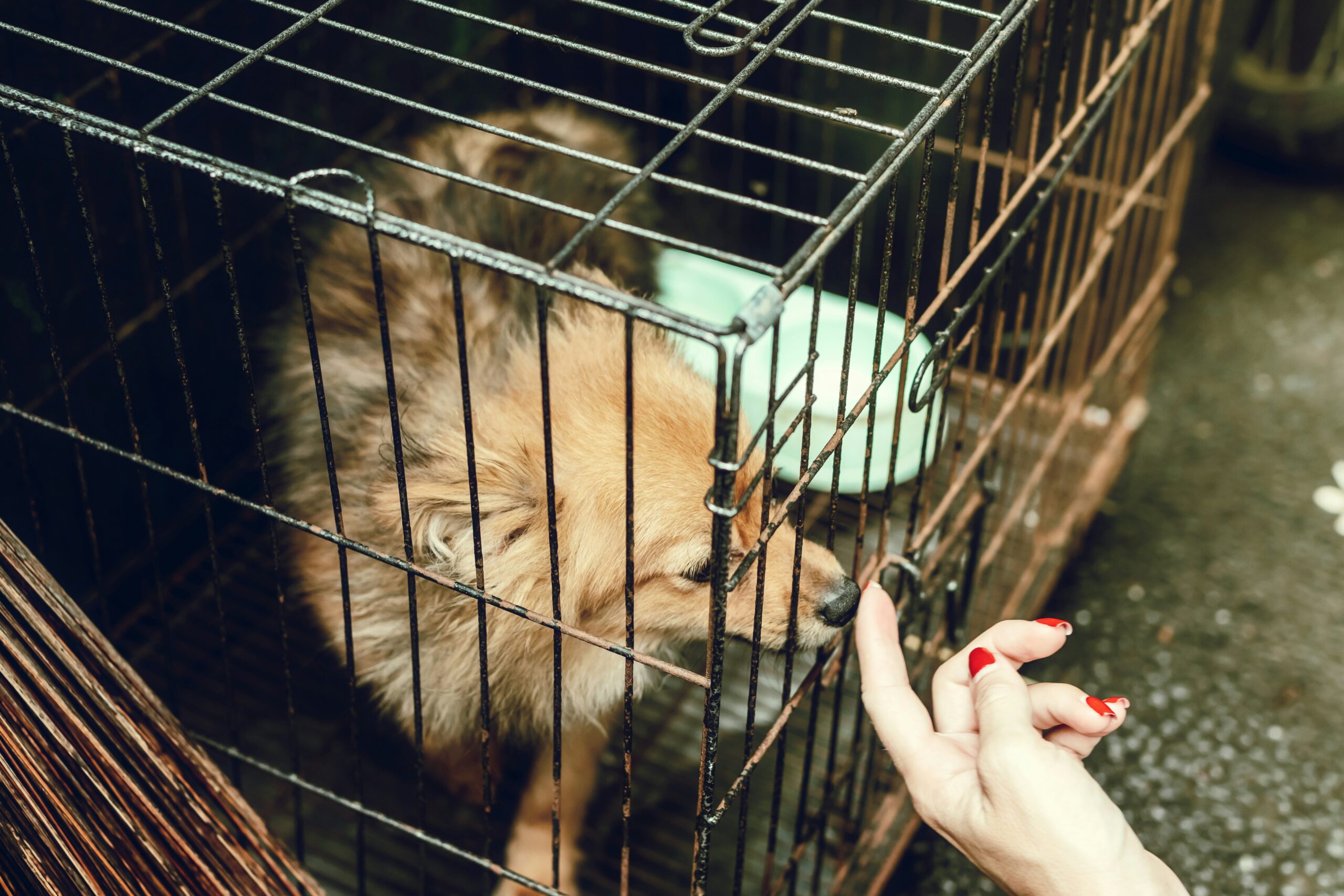 A woman training a rescue dog using treats
