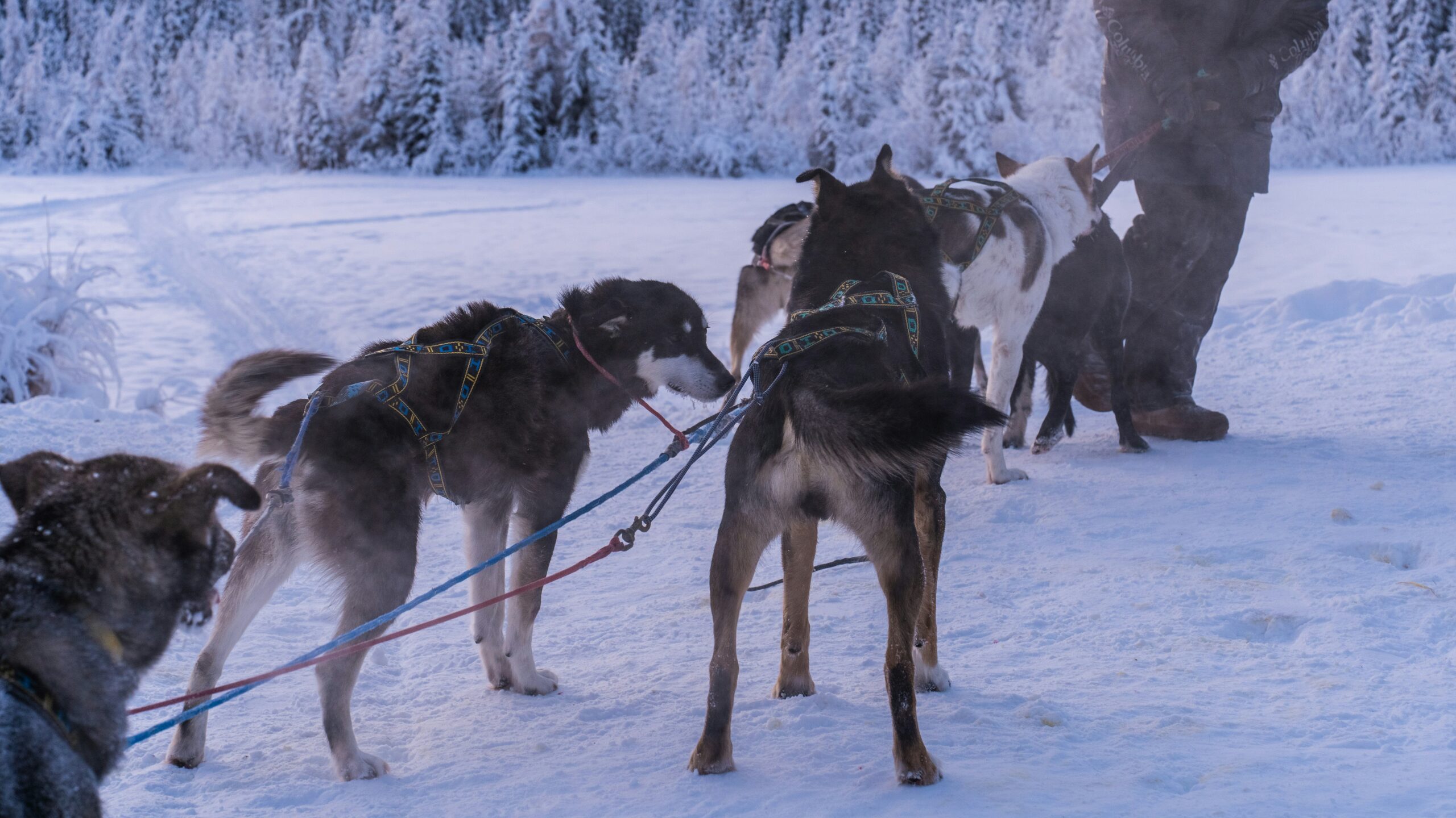 An SAR team working together with a rescue dog during a simulated search mission