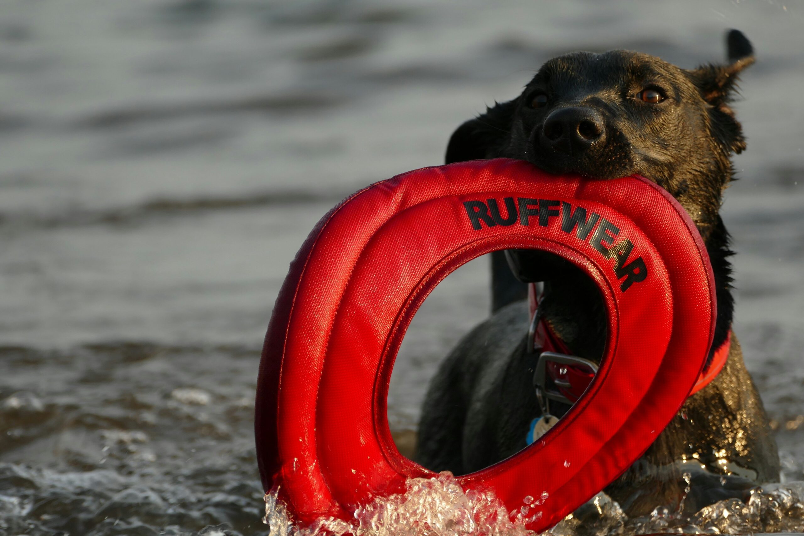 Happy rescue dog completing air scent training with its owner
