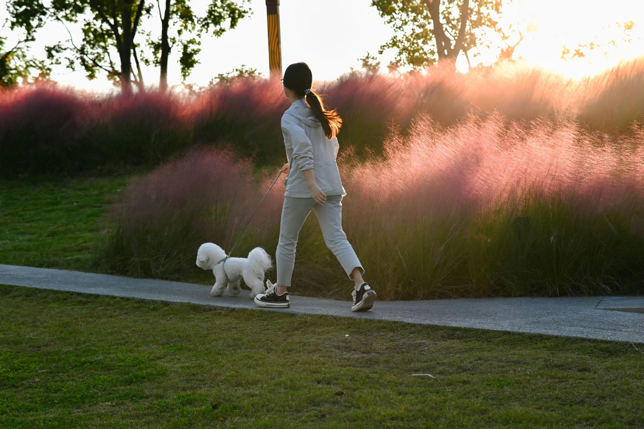 Infographic illustrating the step-by-step process of air scent dog training