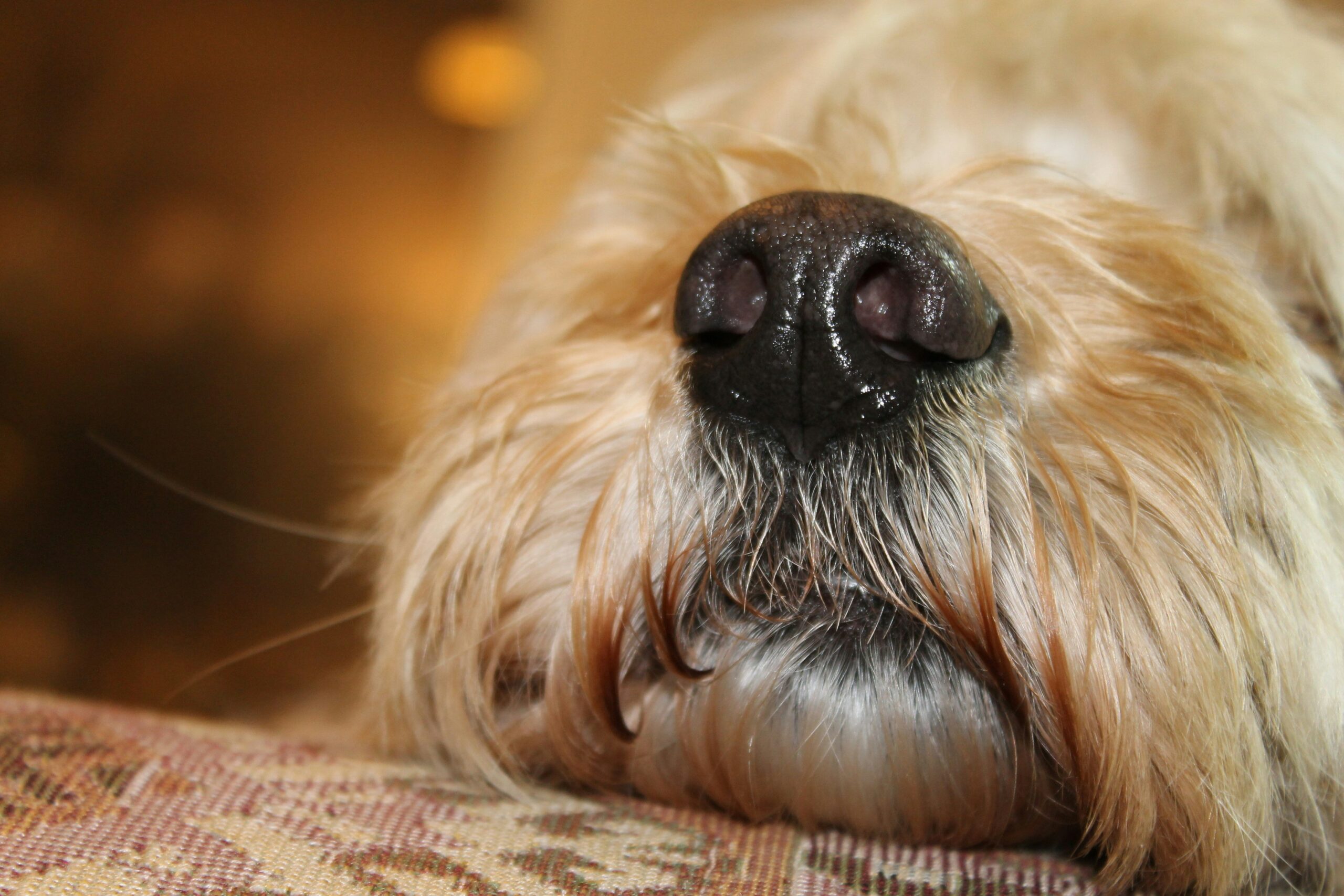 Ladybug happily searching for scented items outdoors