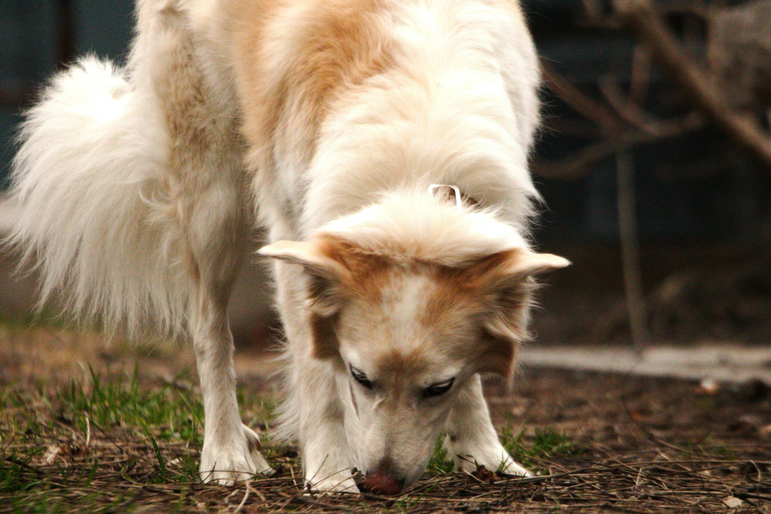 Mastering Scent Sourcing: The Secret Weapon in Rescue Dog Training