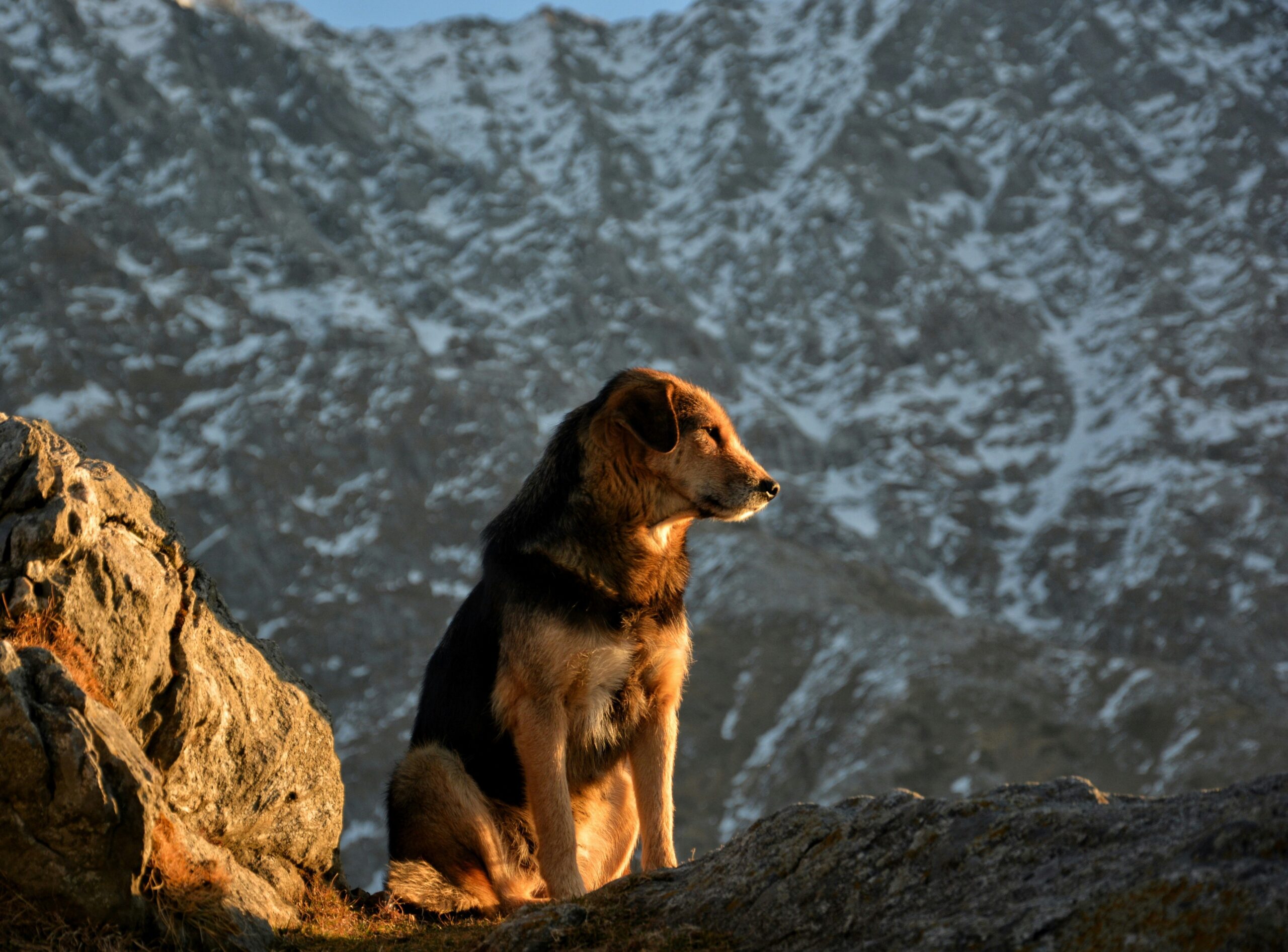 Max the rescue dog sitting calmly beside his owner, Anna.